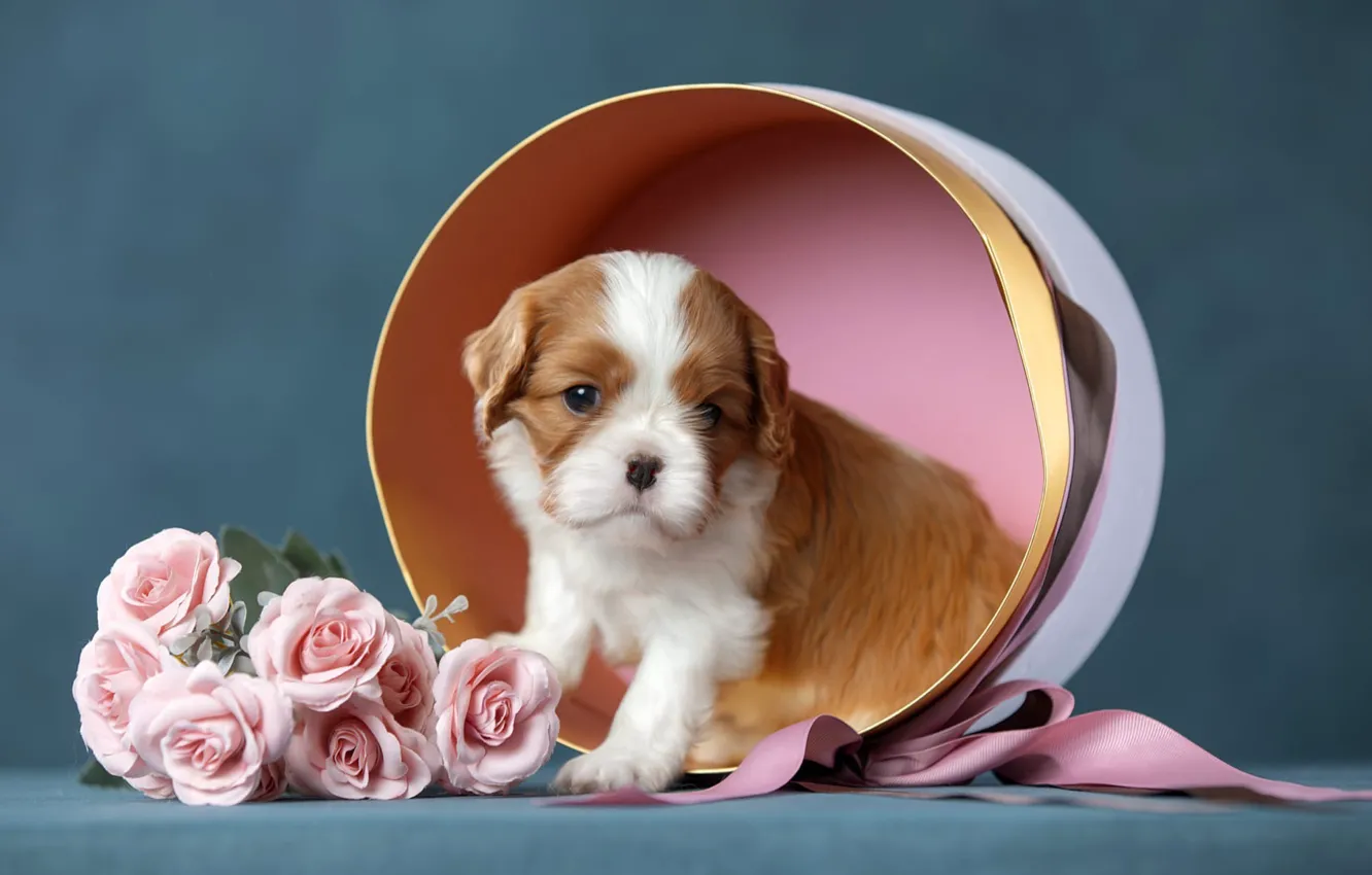 Photo wallpaper flowers, background, box, dog, tape, puppy, Cavalier-king-Charles-Spaniel, Svetlana Pisareva