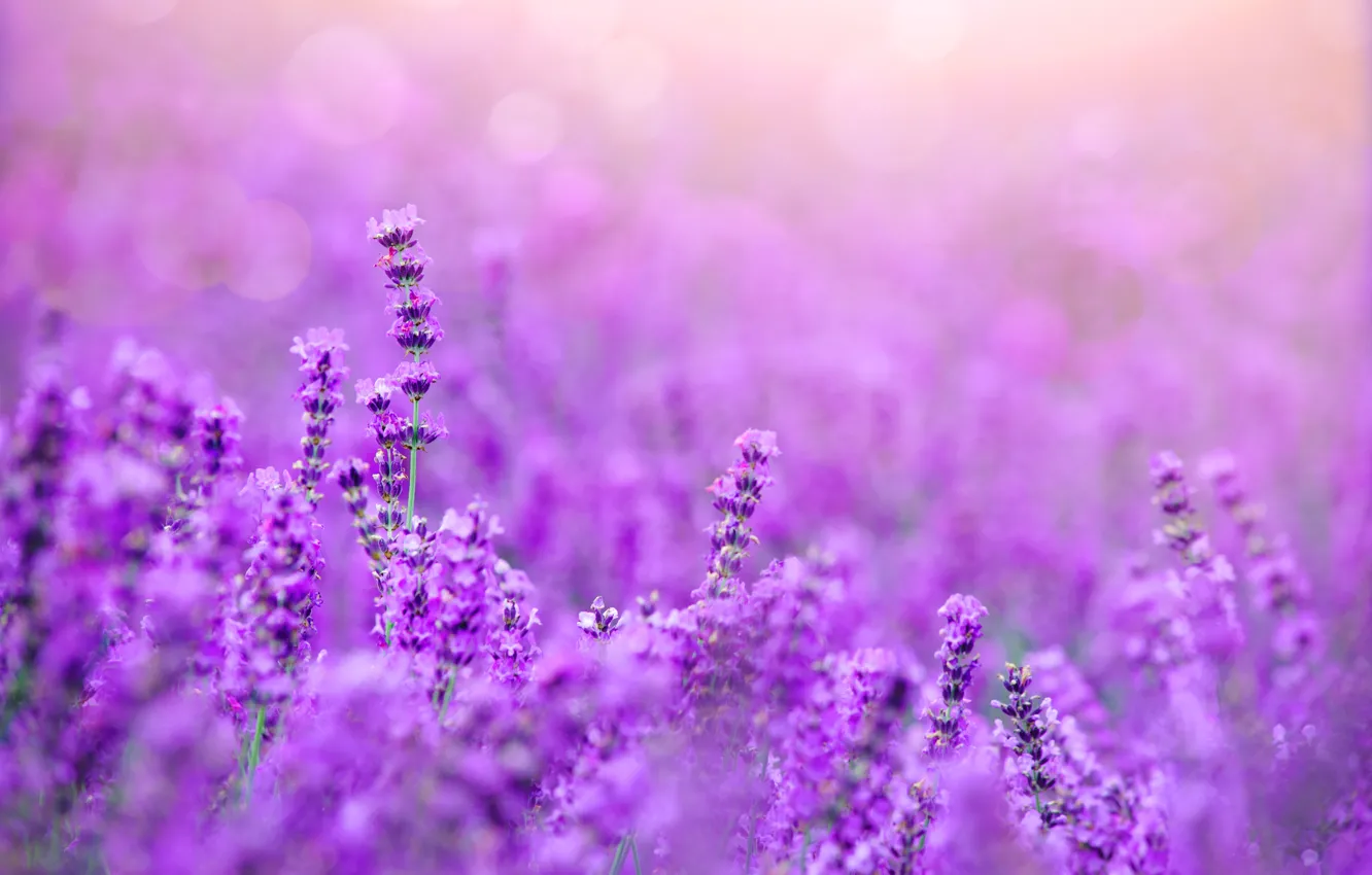 Photo wallpaper field, flowers, lavender