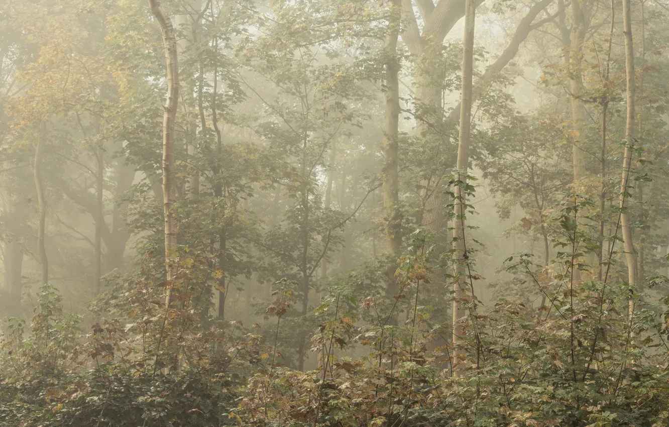 Photo wallpaper forest, leaves, fog
