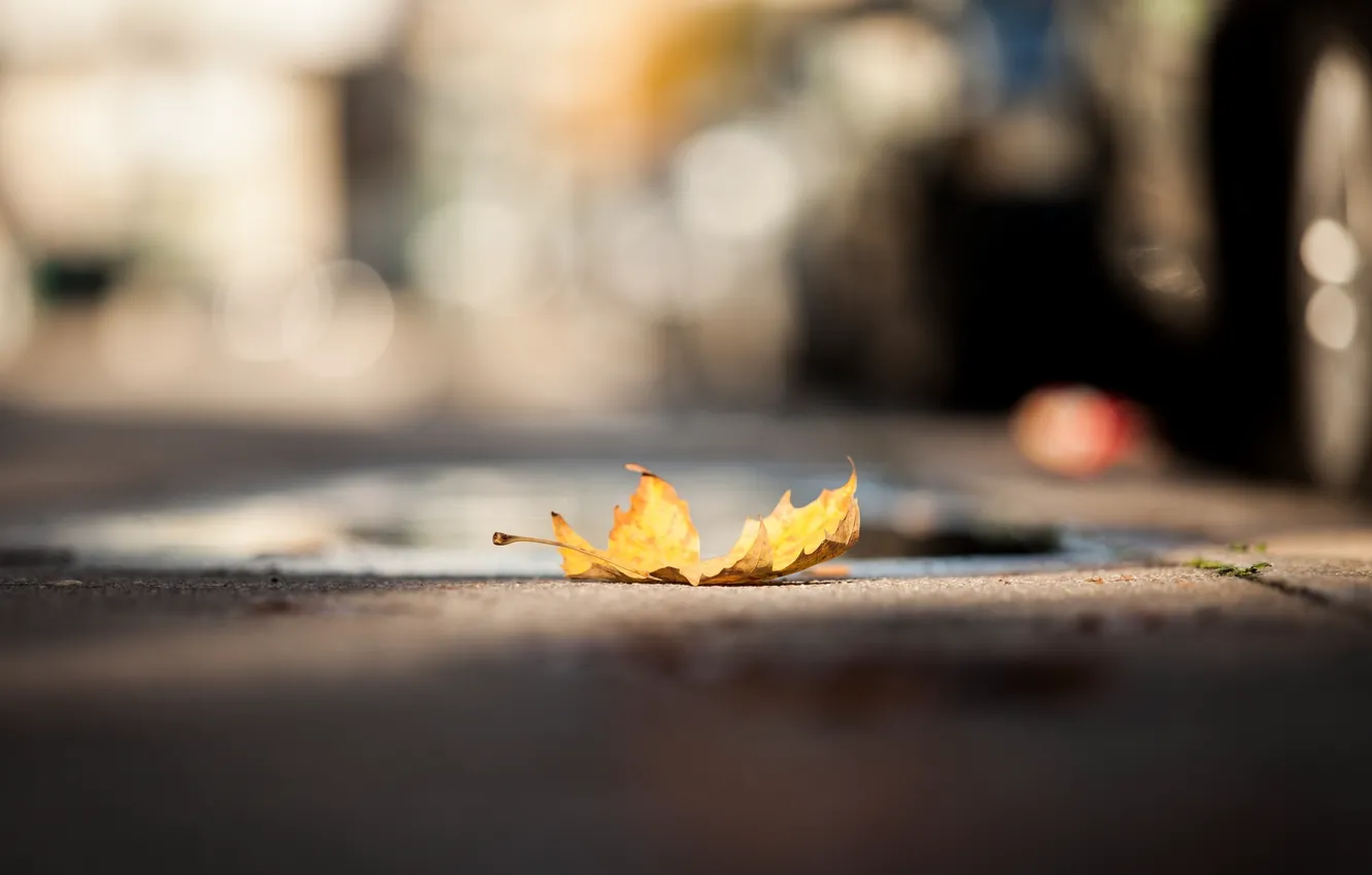 Photo wallpaper yellow, sheet, street, fallen, bokeh, autumn