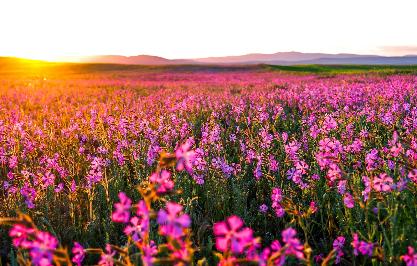 Photo wallpaper field, flowers, morning