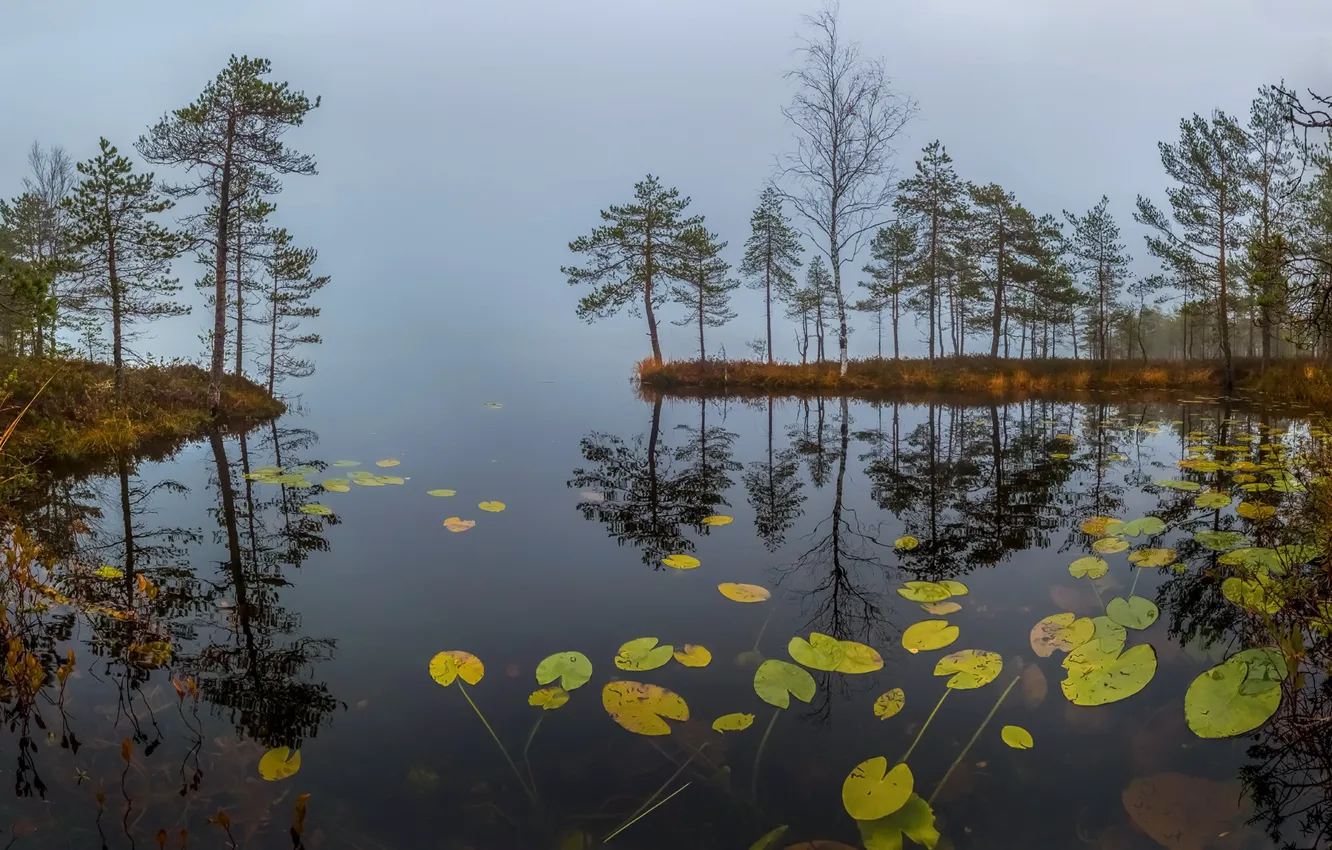 Photo wallpaper fog, lake, morning