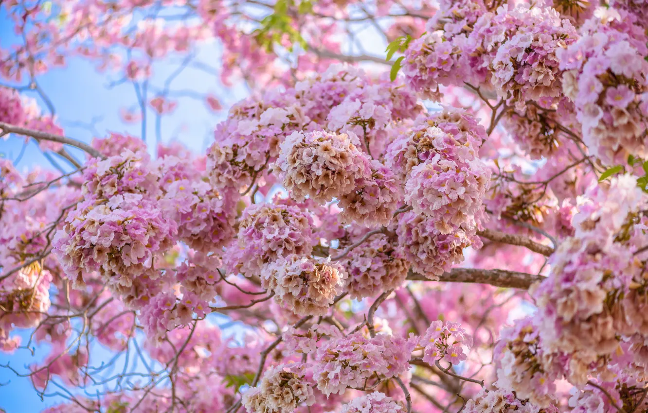 Photo wallpaper flowers, branches, spring, pink, flowering, pink, blossom, flowers