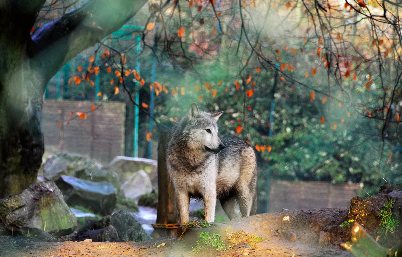 Photo wallpaper autumn, leaves, branches, pose, stones, grey, tree, wolf