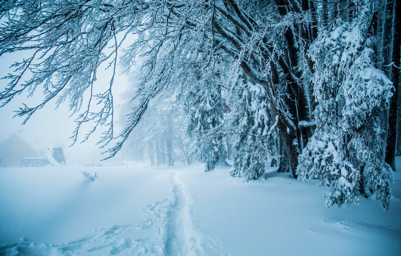 Photo wallpaper winter, forest, snow, trees, path