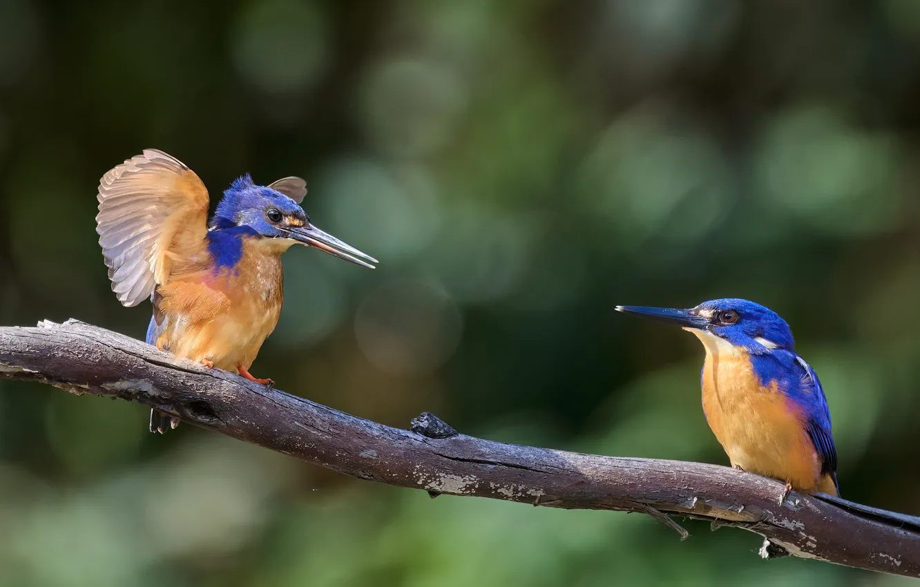 Photo wallpaper Kingfisher, two birds