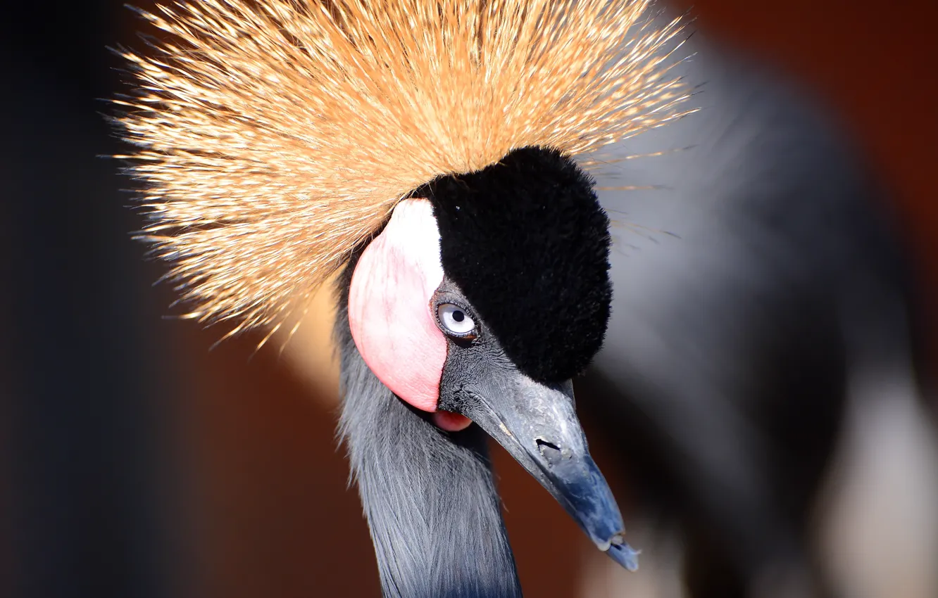 Photo wallpaper bird, bokeh, eye, looks