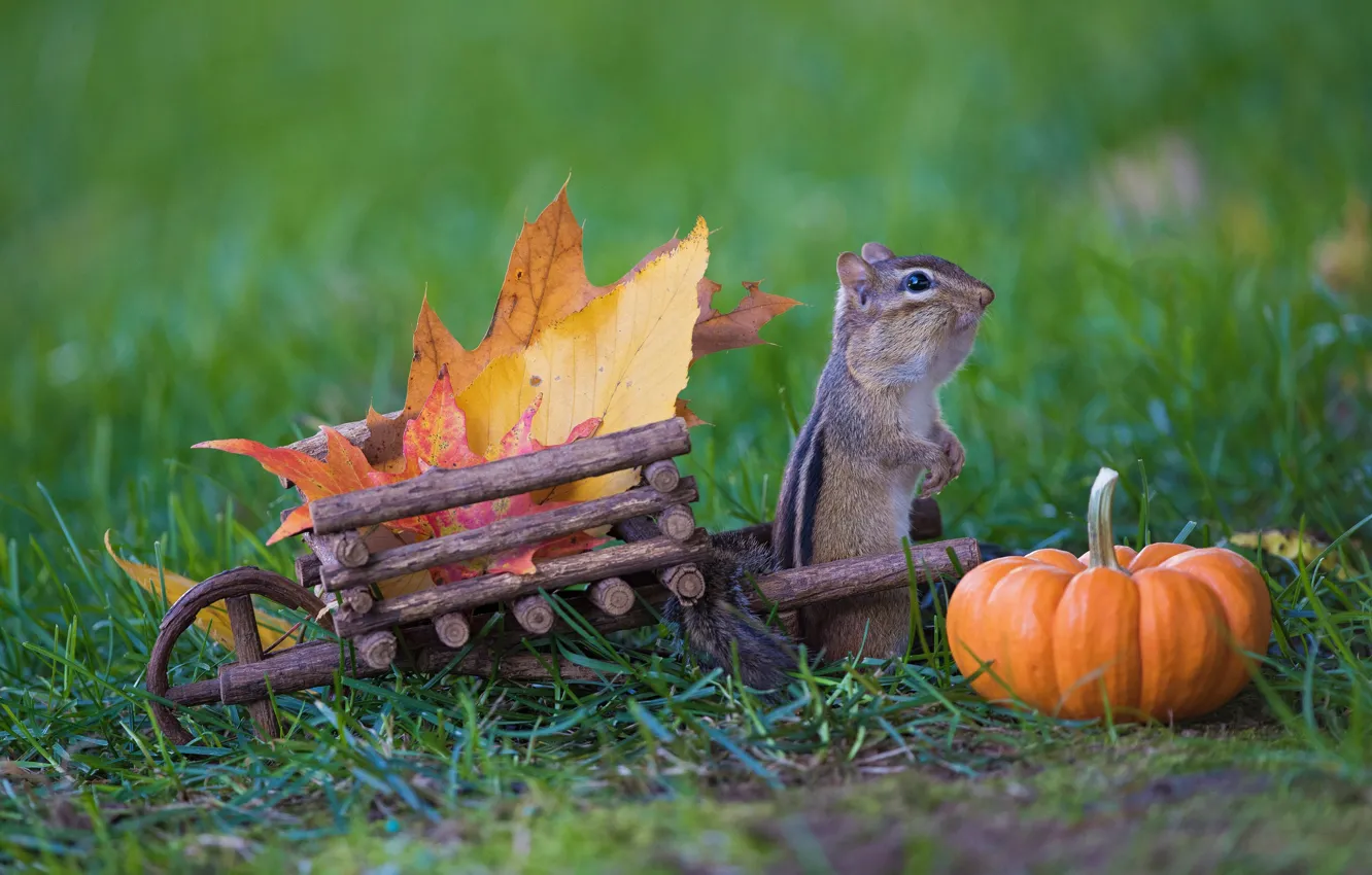Photo wallpaper autumn, grass, leaves, nature, harvest, pumpkin, truck, Chipmunk