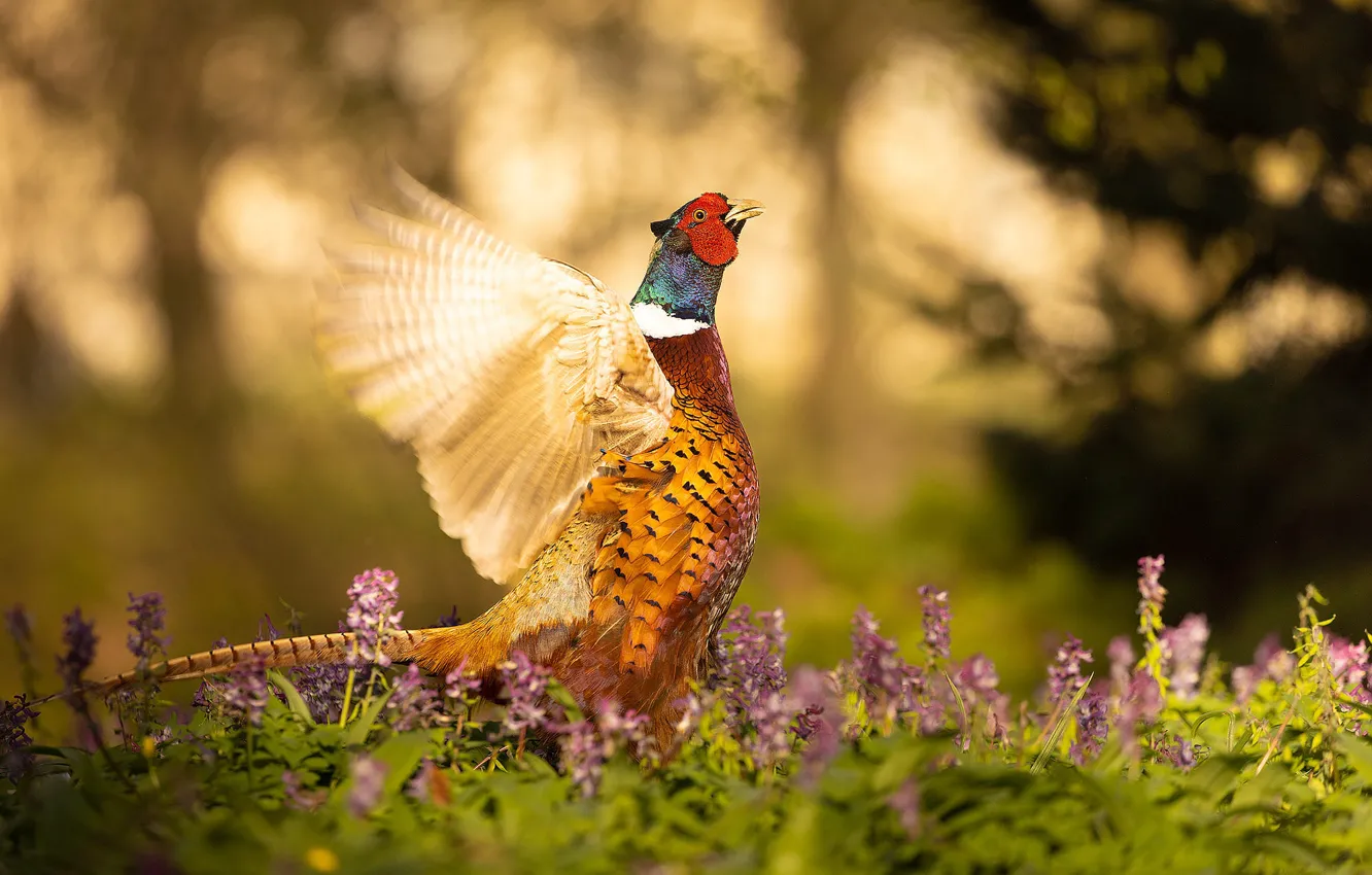 Photo wallpaper light, flowers, nature, bird, glade, wings, stroke, bokeh