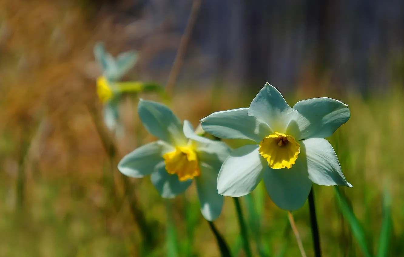 Photo wallpaper flower, spring, narcyz