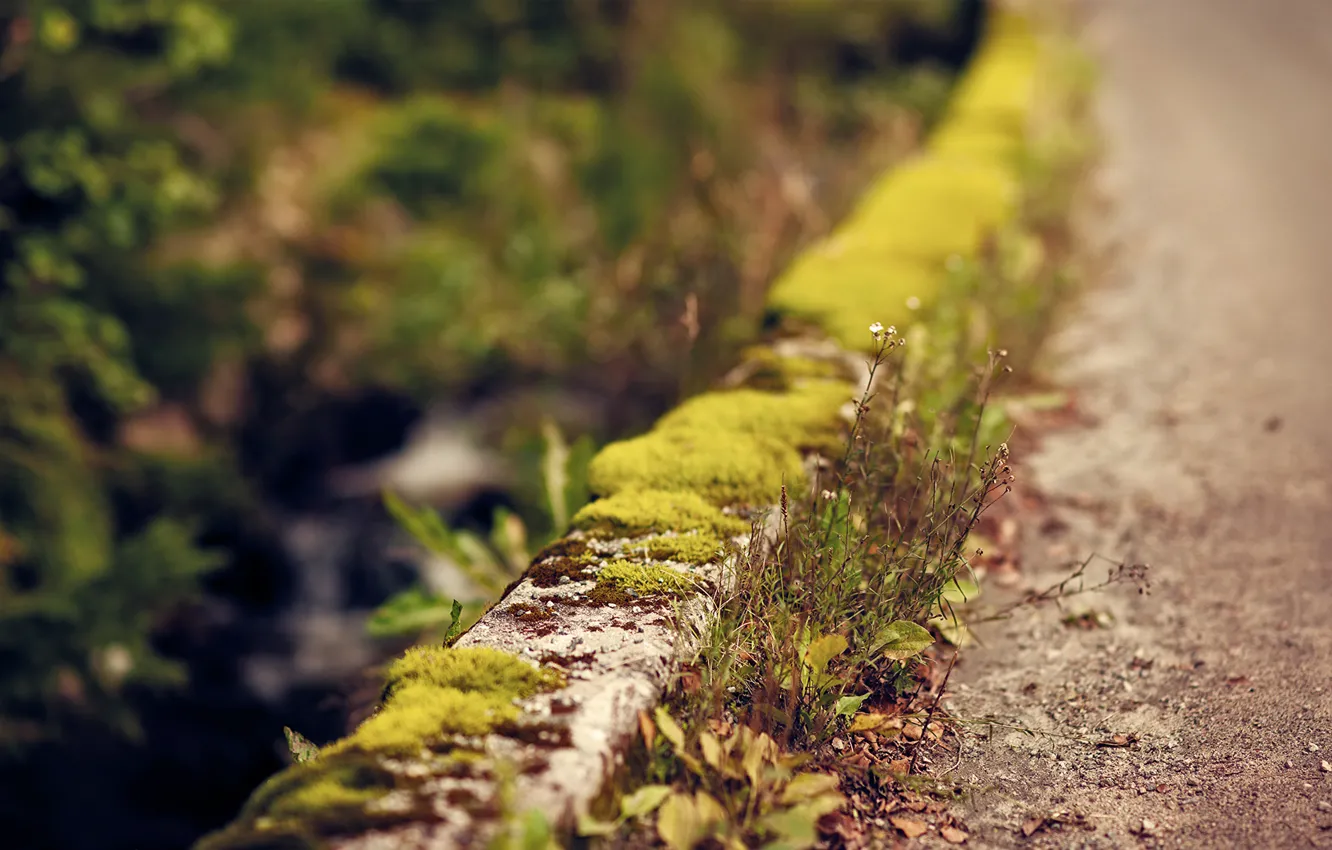 Photo wallpaper road, greens, flowers, moss, focus, roadside, the curb