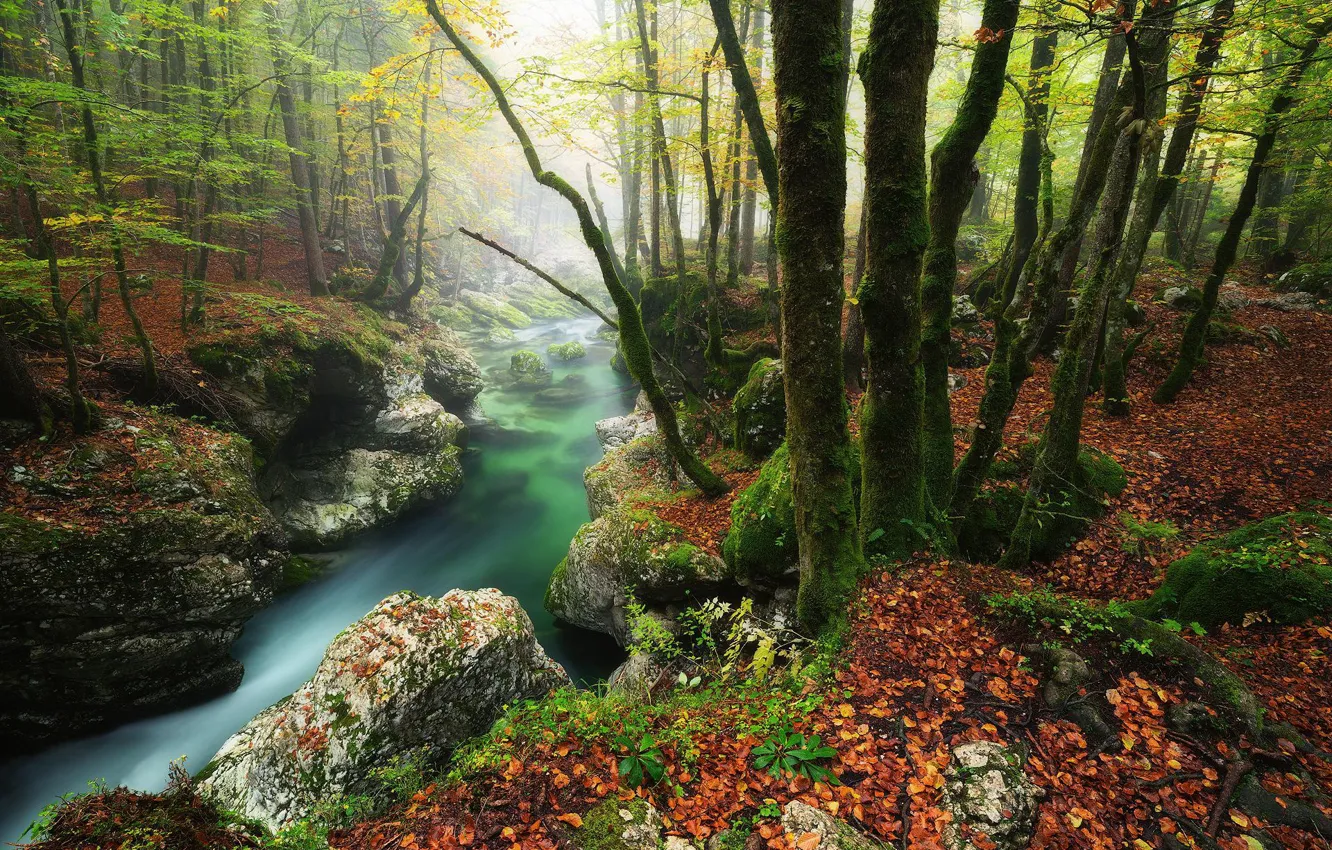 Photo wallpaper trees, fog, stream, forrest