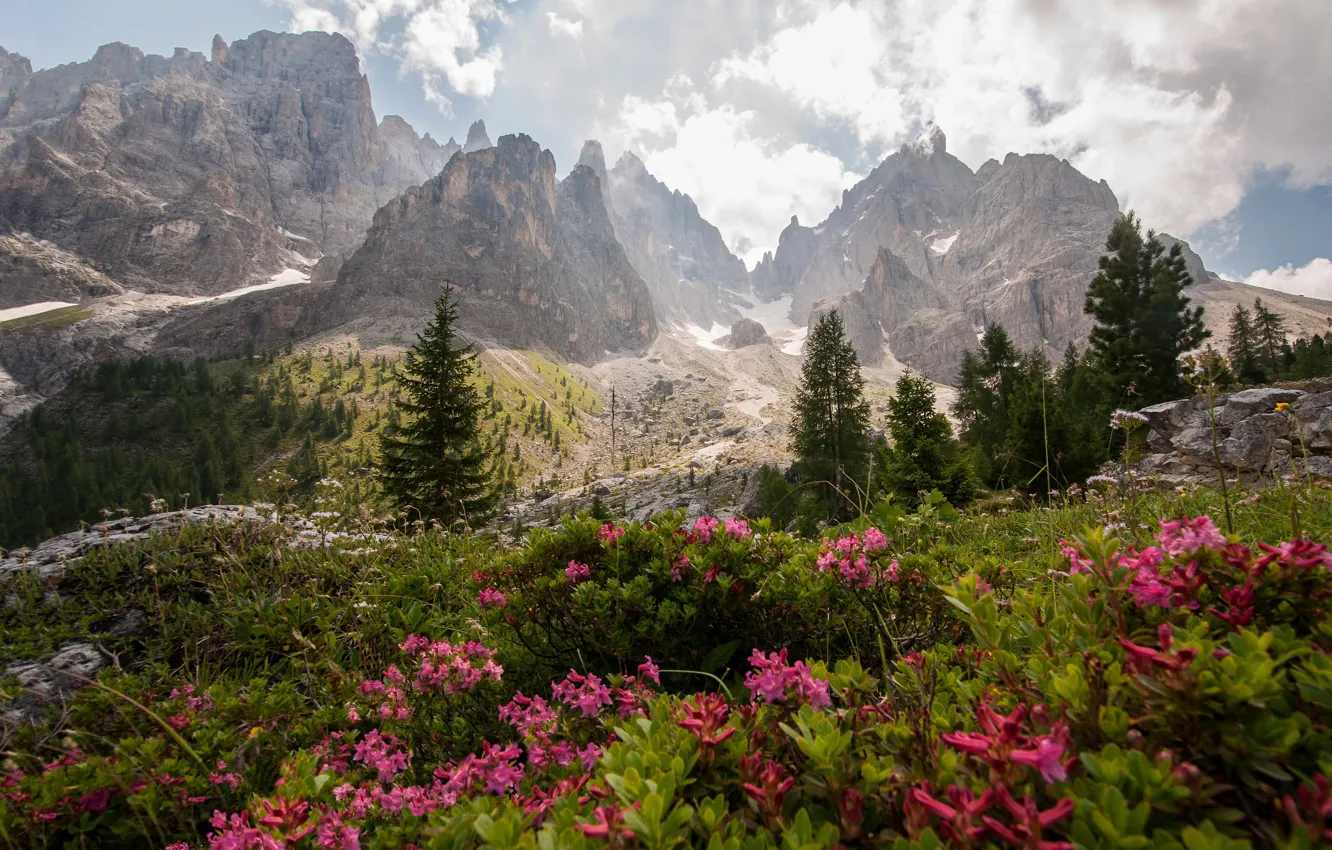 Photo wallpaper flowers, mountains, view, Alps, the bushes, The Dolomites, rhododendrons