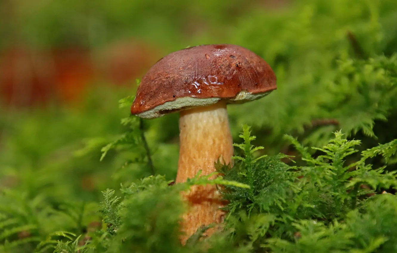 Photo wallpaper greens, mushrooms, moss, clearing, green background, White mushroom
