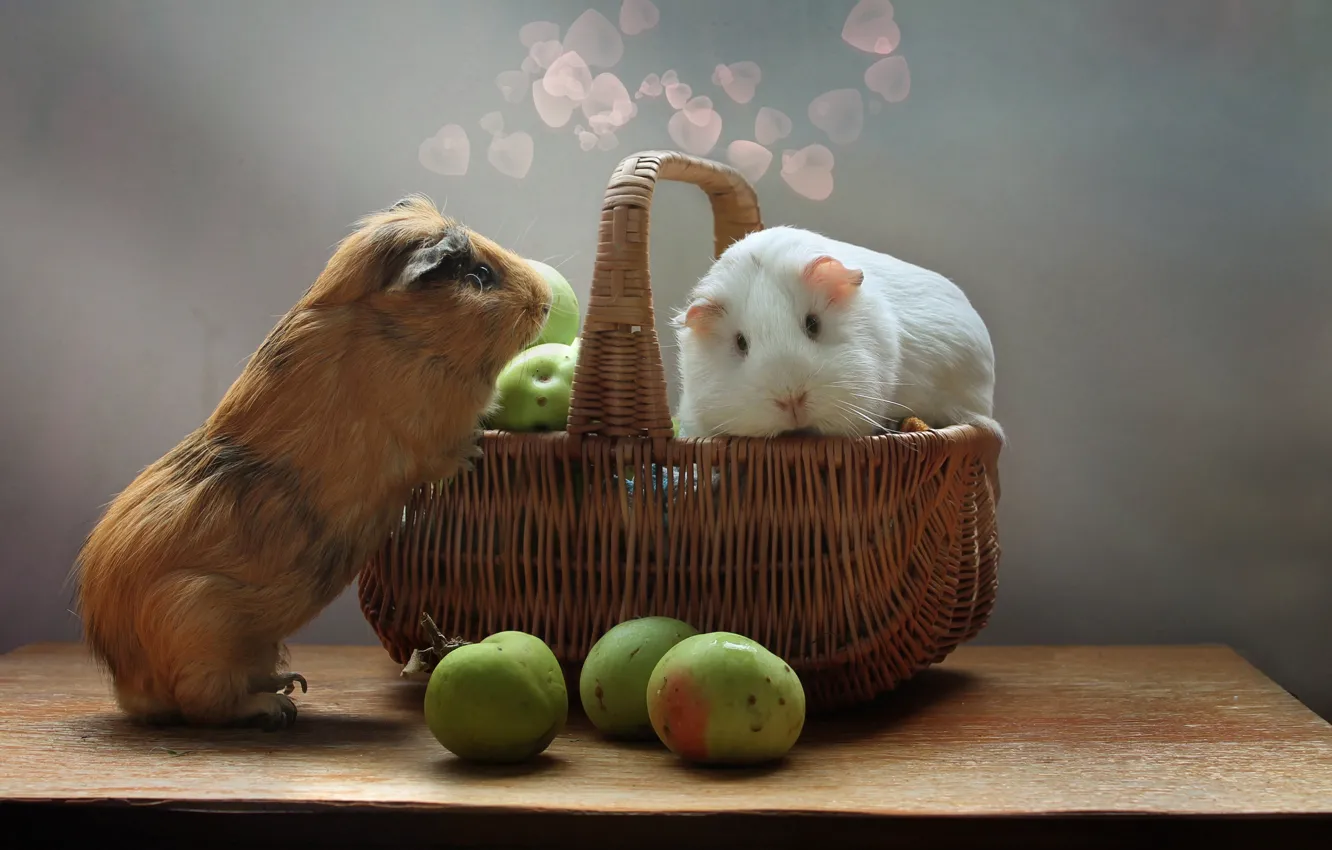 Photo wallpaper animal, apples, rodent, Guinea pigs, Valentine's Day. Valentine