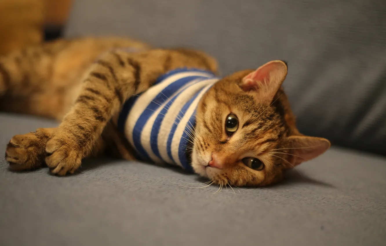 Photo wallpaper cat, cat, look, strips, sofa, paws, blur, scarf