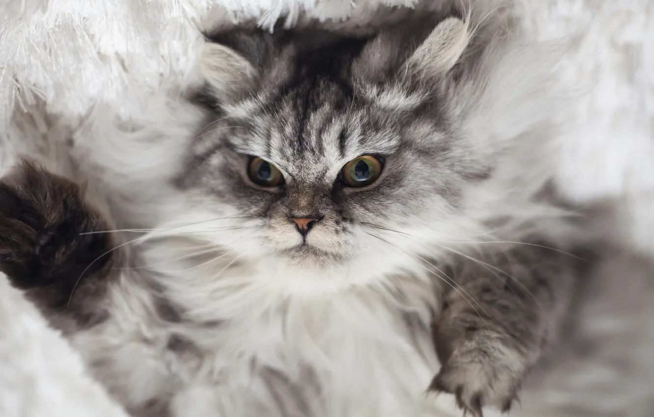Photo wallpaper cat, grey, evil
