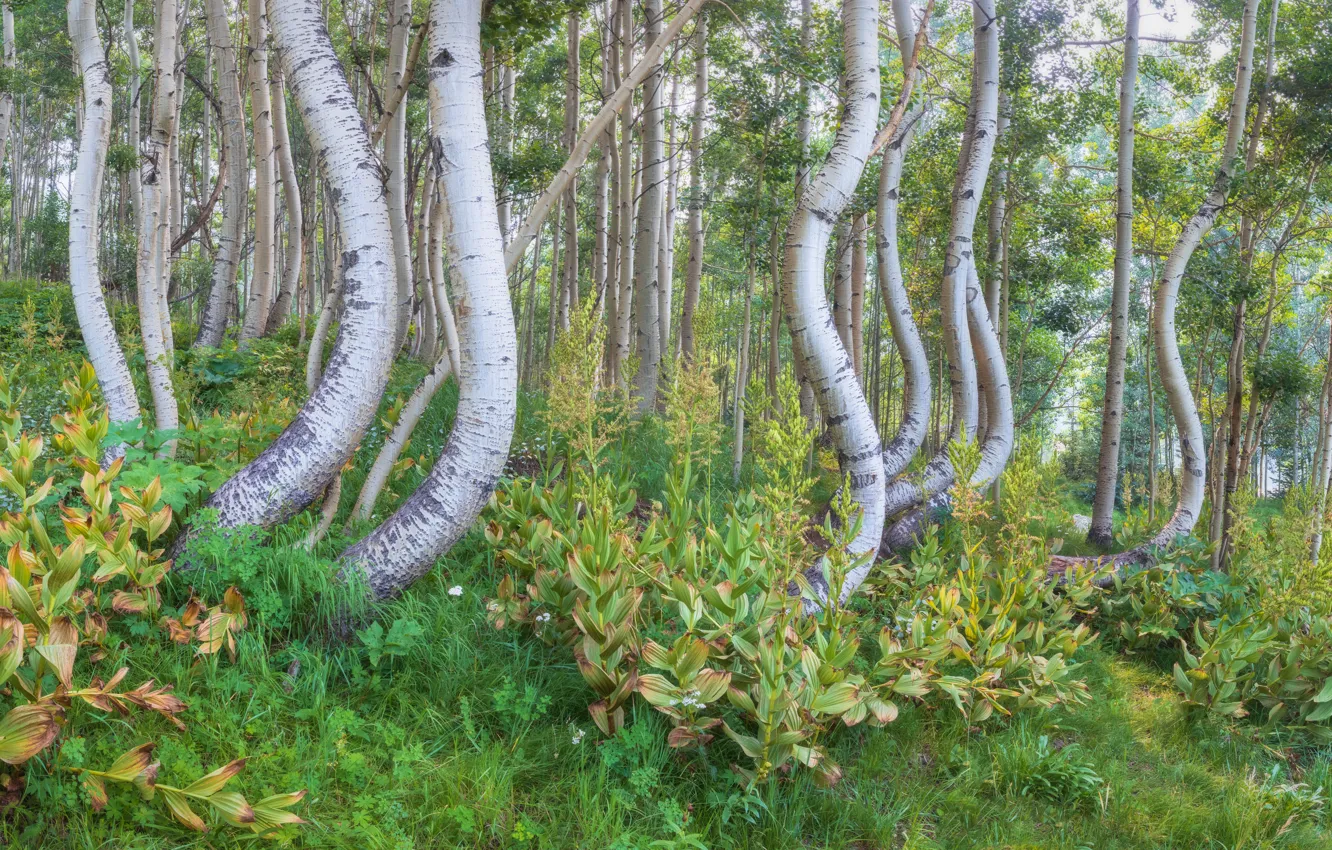 Photo wallpaper forest, trees, curves
