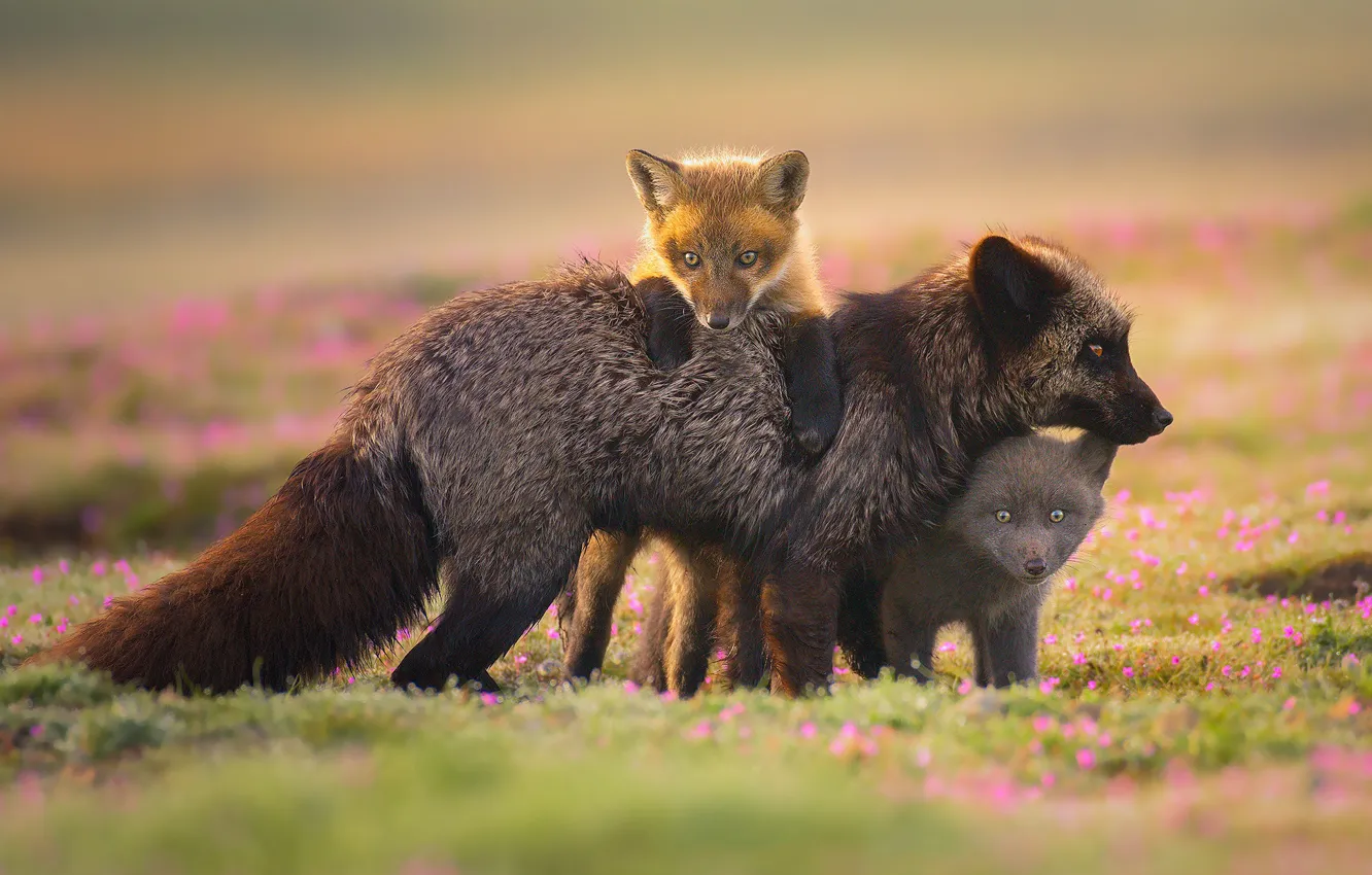 Photo wallpaper flowers, glade, the game, Fox, trio, Fox, Fox, silver Fox