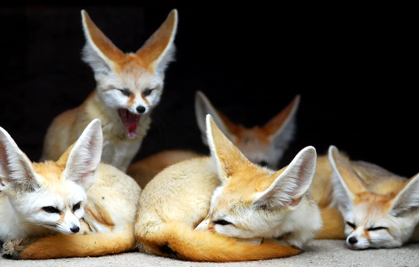 Photo wallpaper animals, Fox, Fenech