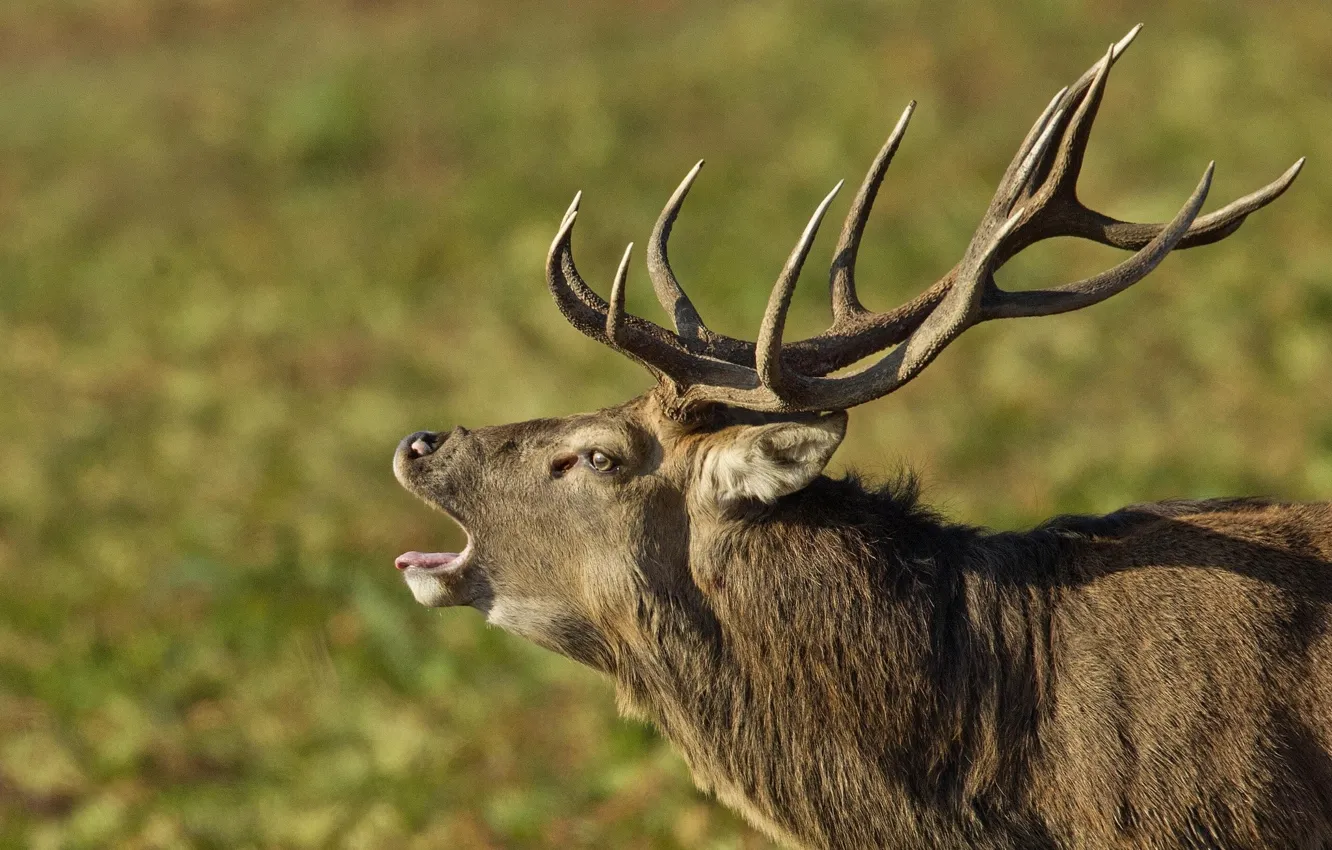 Photo wallpaper deer, horns, Howler