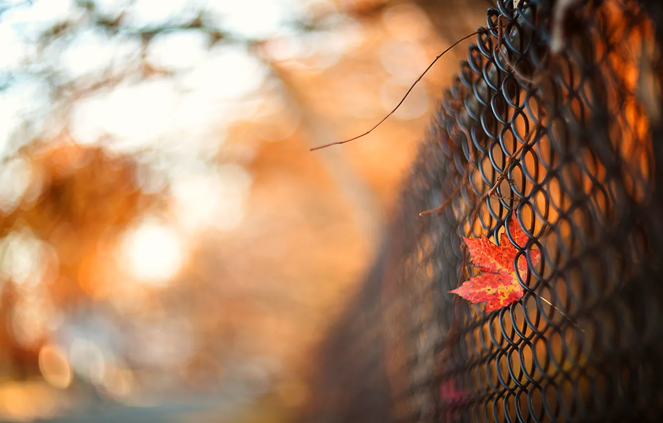 Photo wallpaper autumn, the sky, leaves, light, branches, nature, background, mood