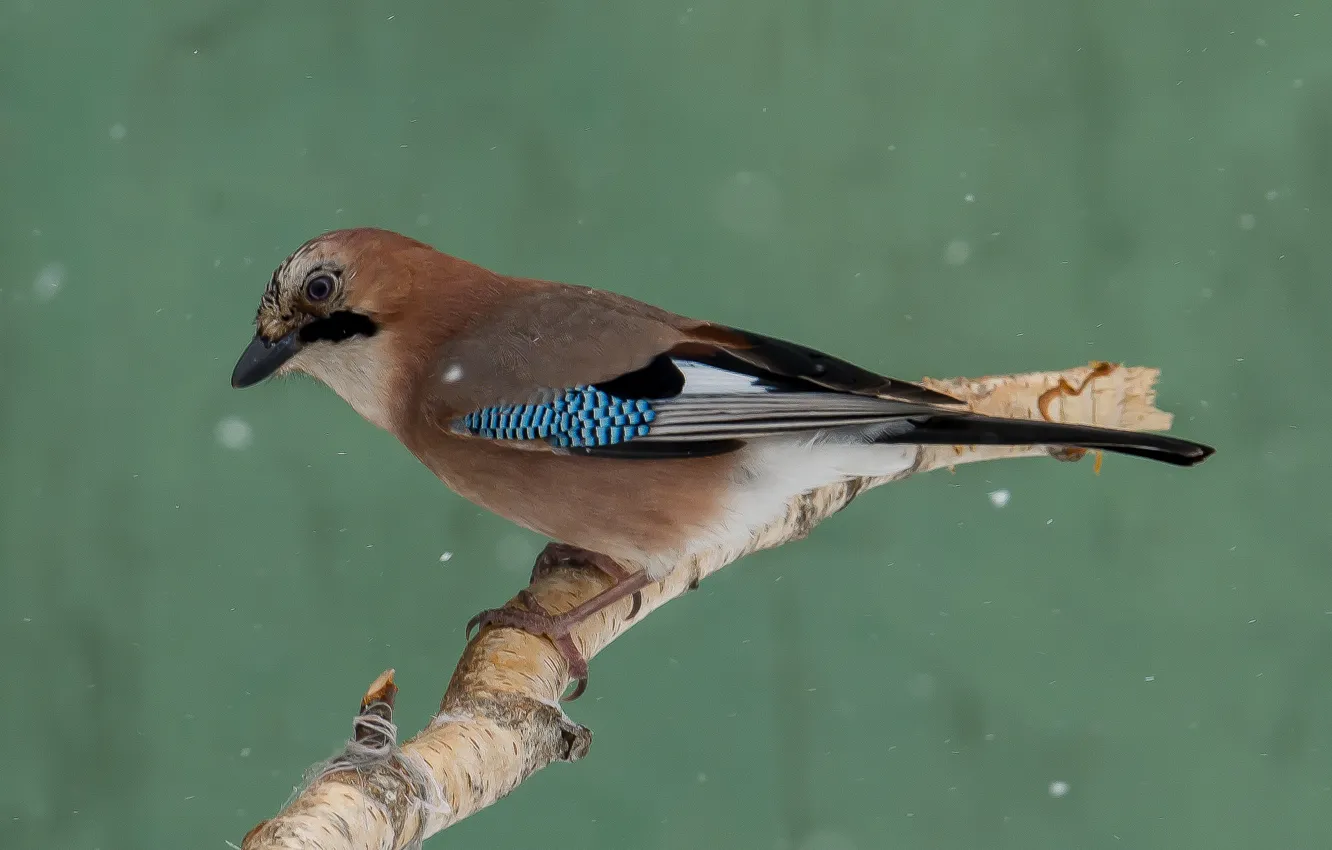 Photo wallpaper winter, bird, Jay, photo hunting