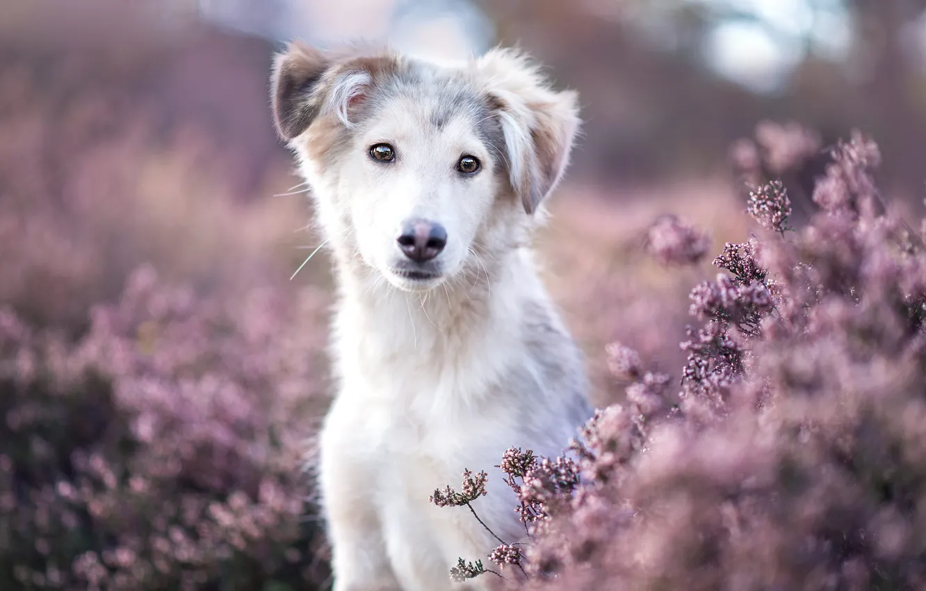 Photo wallpaper white, summer, look, face, flowers, nature, glade, portrait