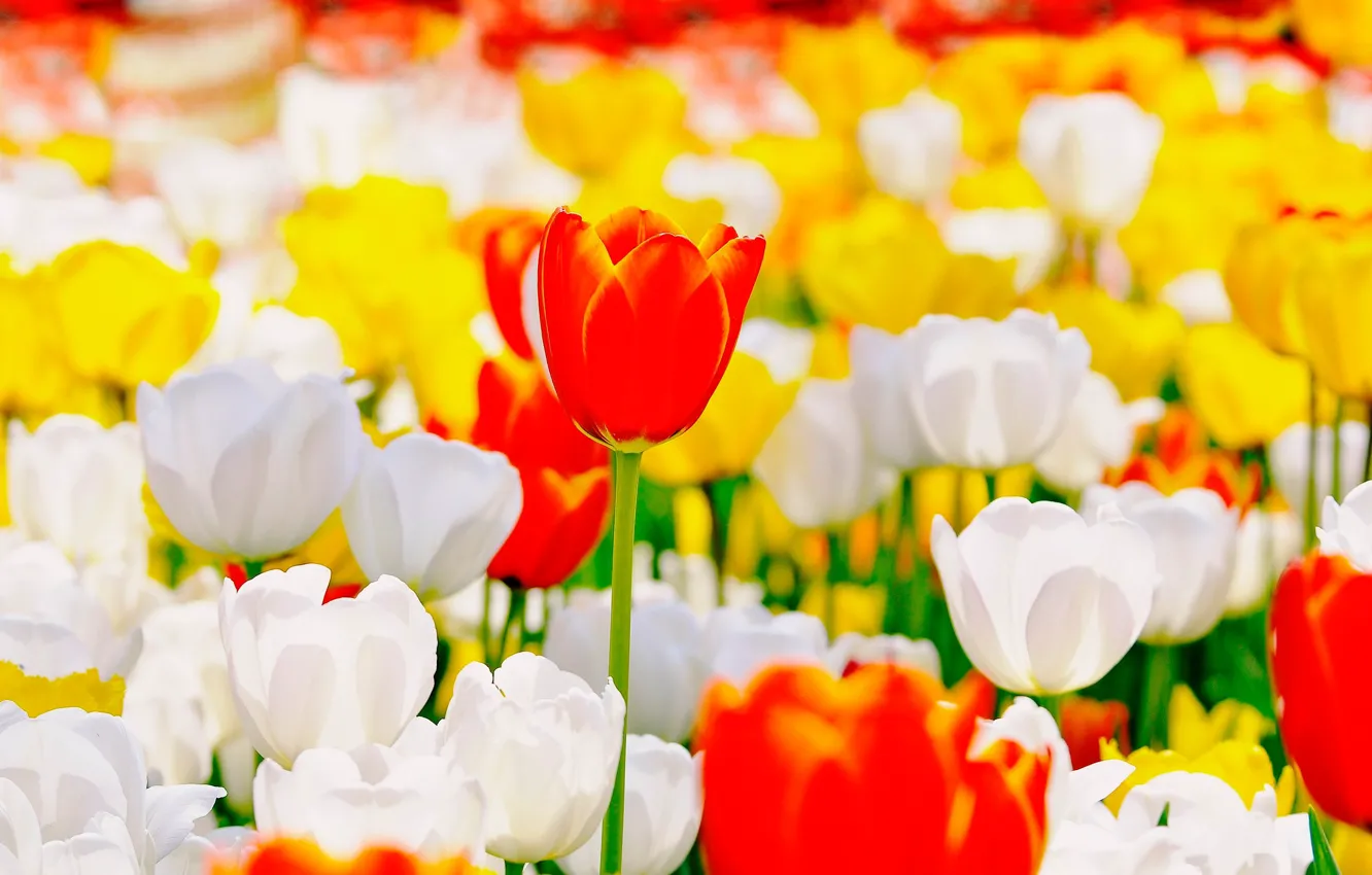 Photo wallpaper tulips, buds, a lot, bokeh