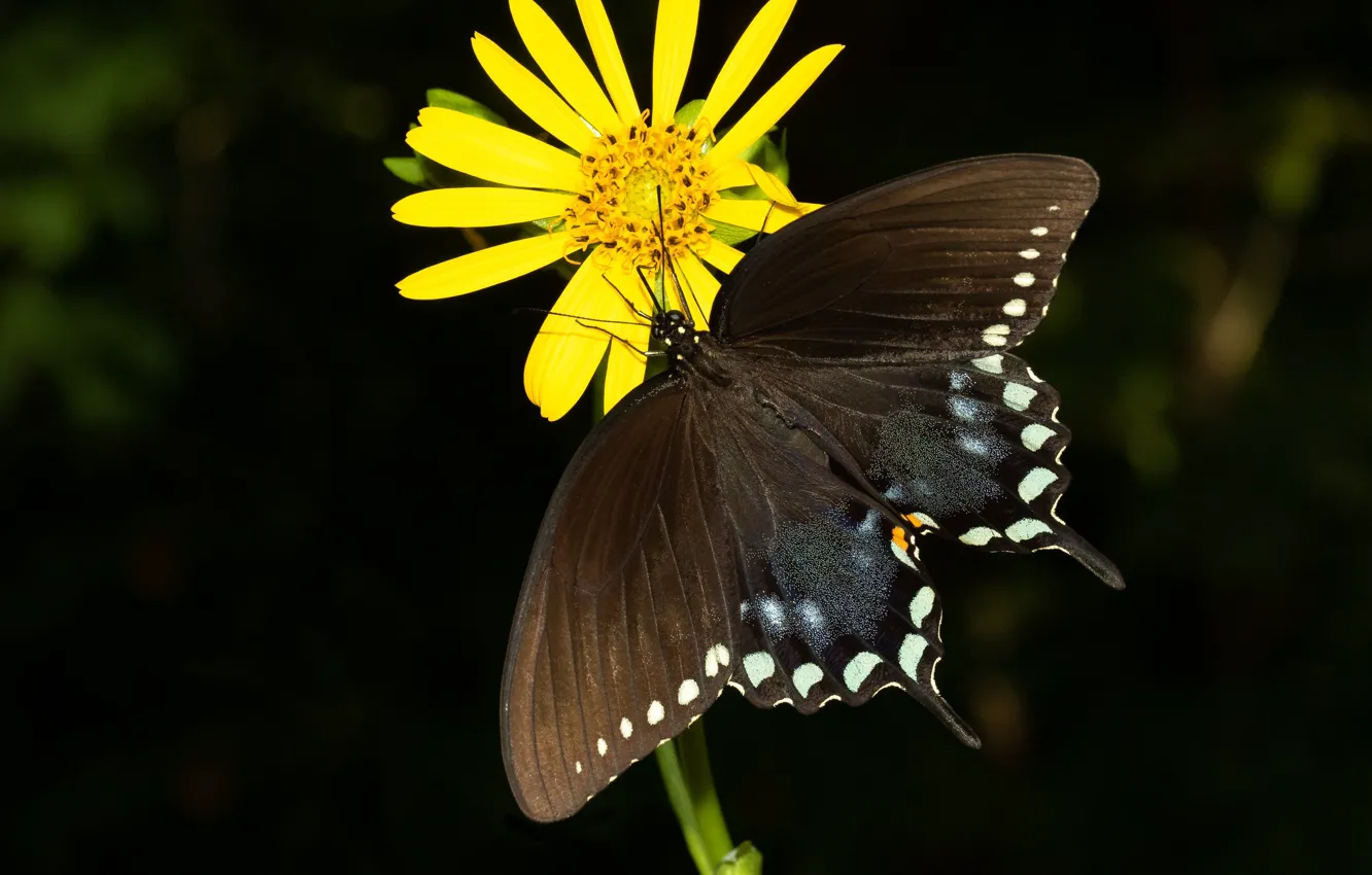 Photo wallpaper background, butterfly, Yellow flower