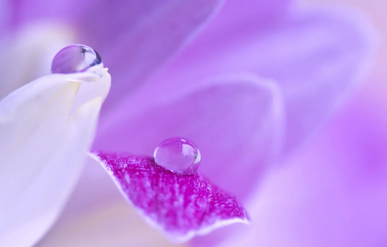 Photo wallpaper water, drops, flowers, petals