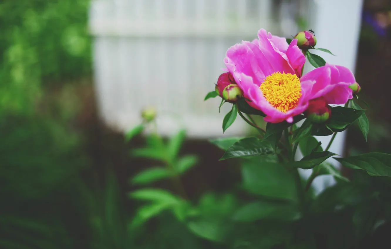 Photo wallpaper flowers, petals, pink