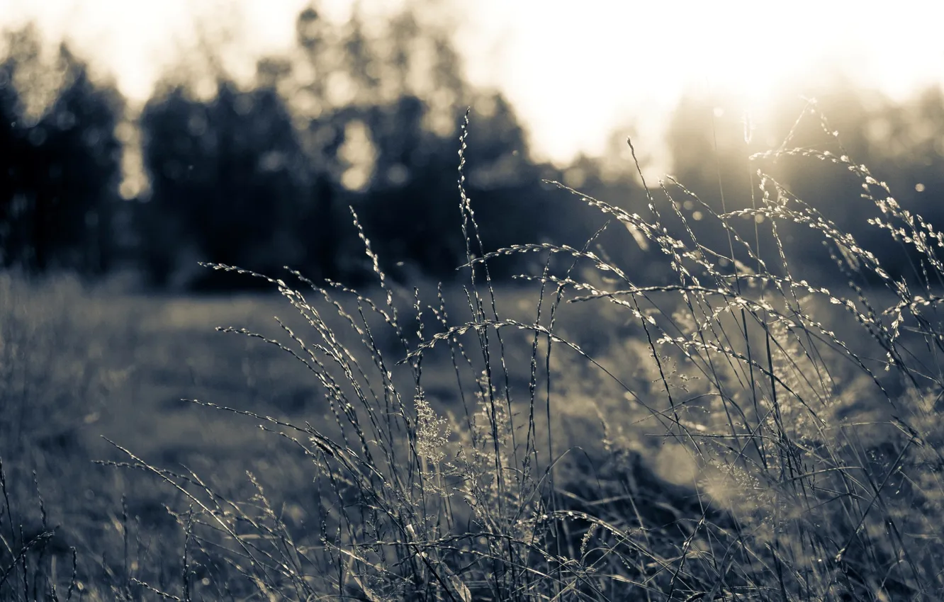 Photo wallpaper macro, light, nature, photo, background, Wallpaper, glade, plant