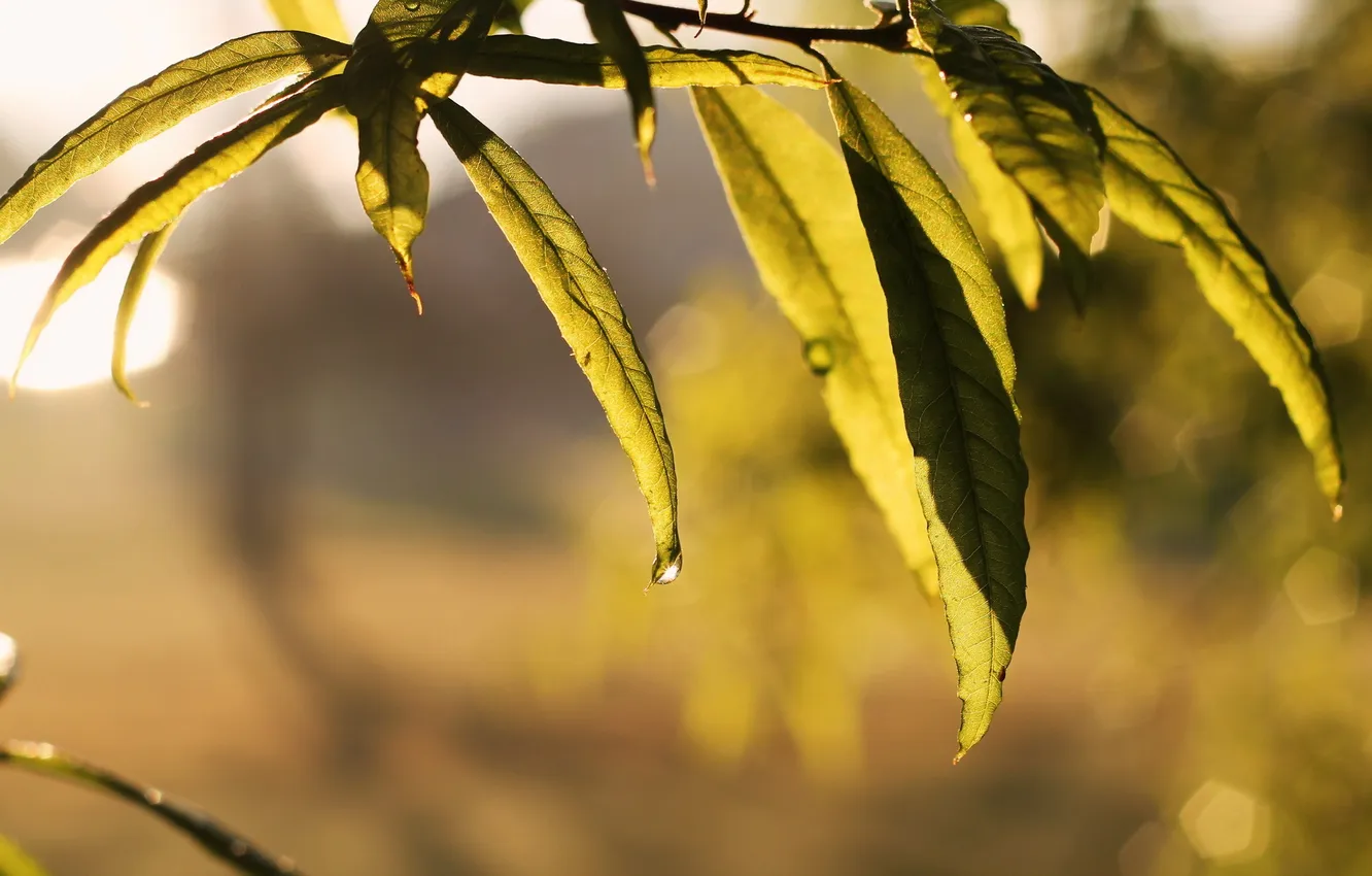 Photo wallpaper leaves, macro, nature