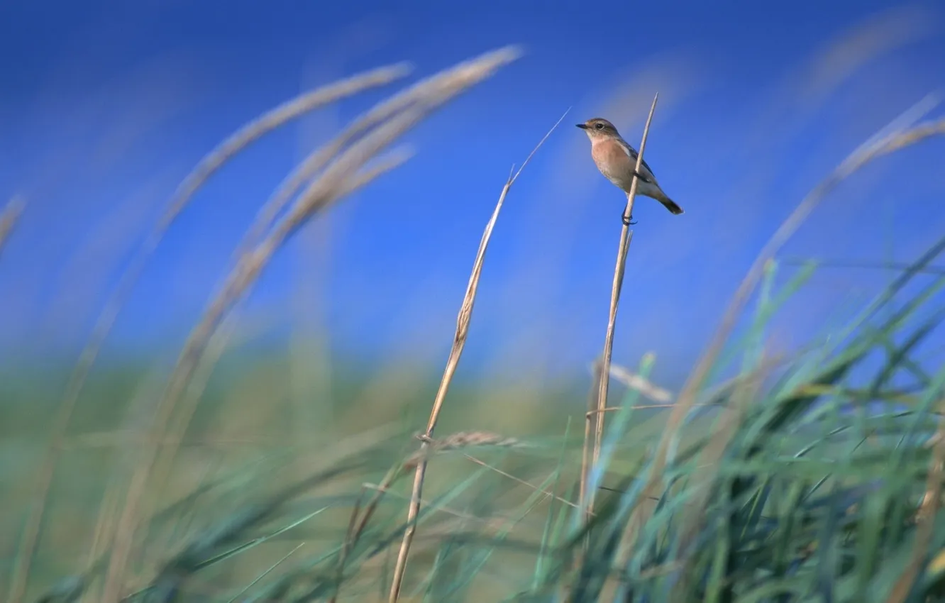 Photo wallpaper the sky, grass, the wind, ears, bird