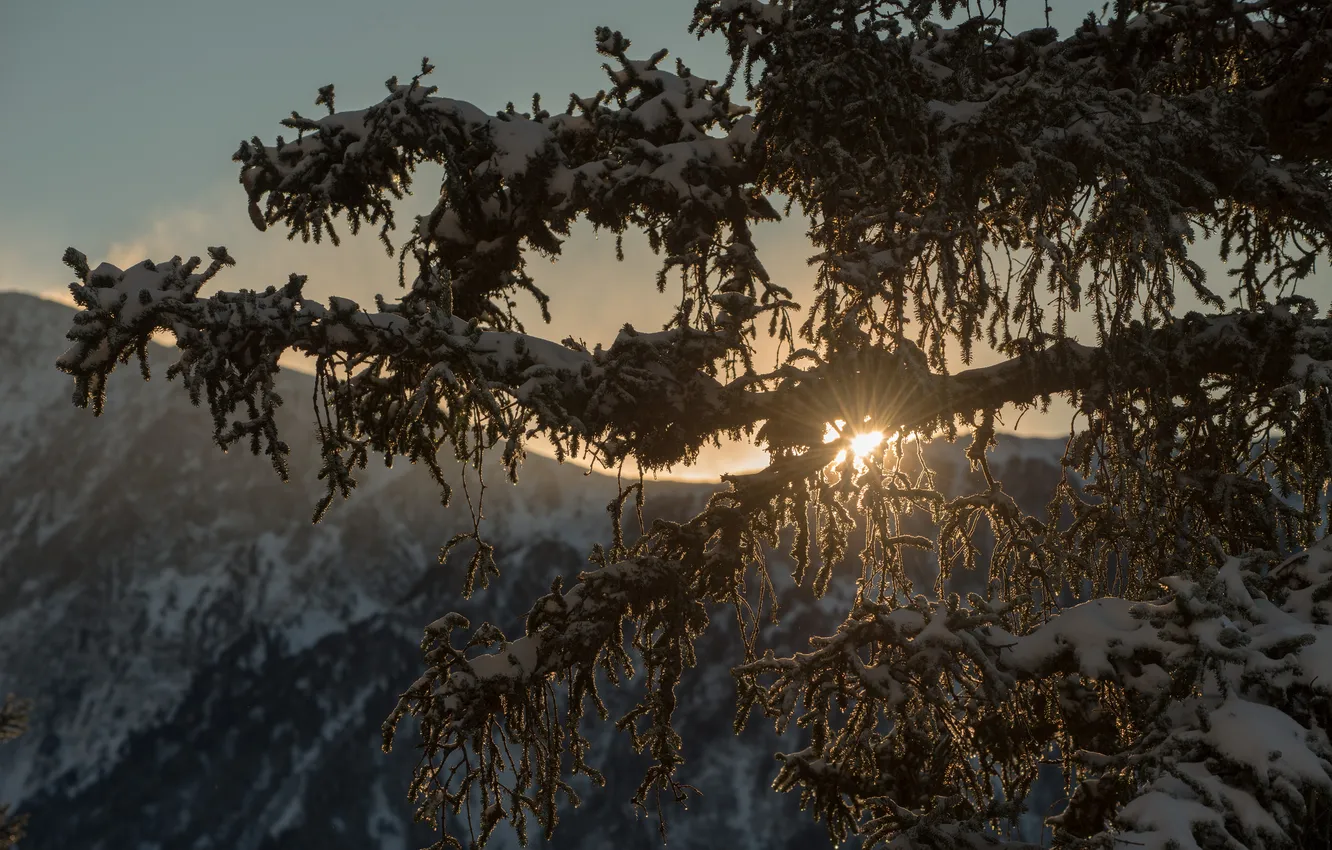 Photo wallpaper winter, snow, landscape, mountains, dawn, tree, branch