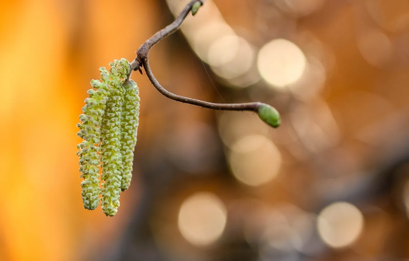 Photo wallpaper macro, branches, web, spring, earrings