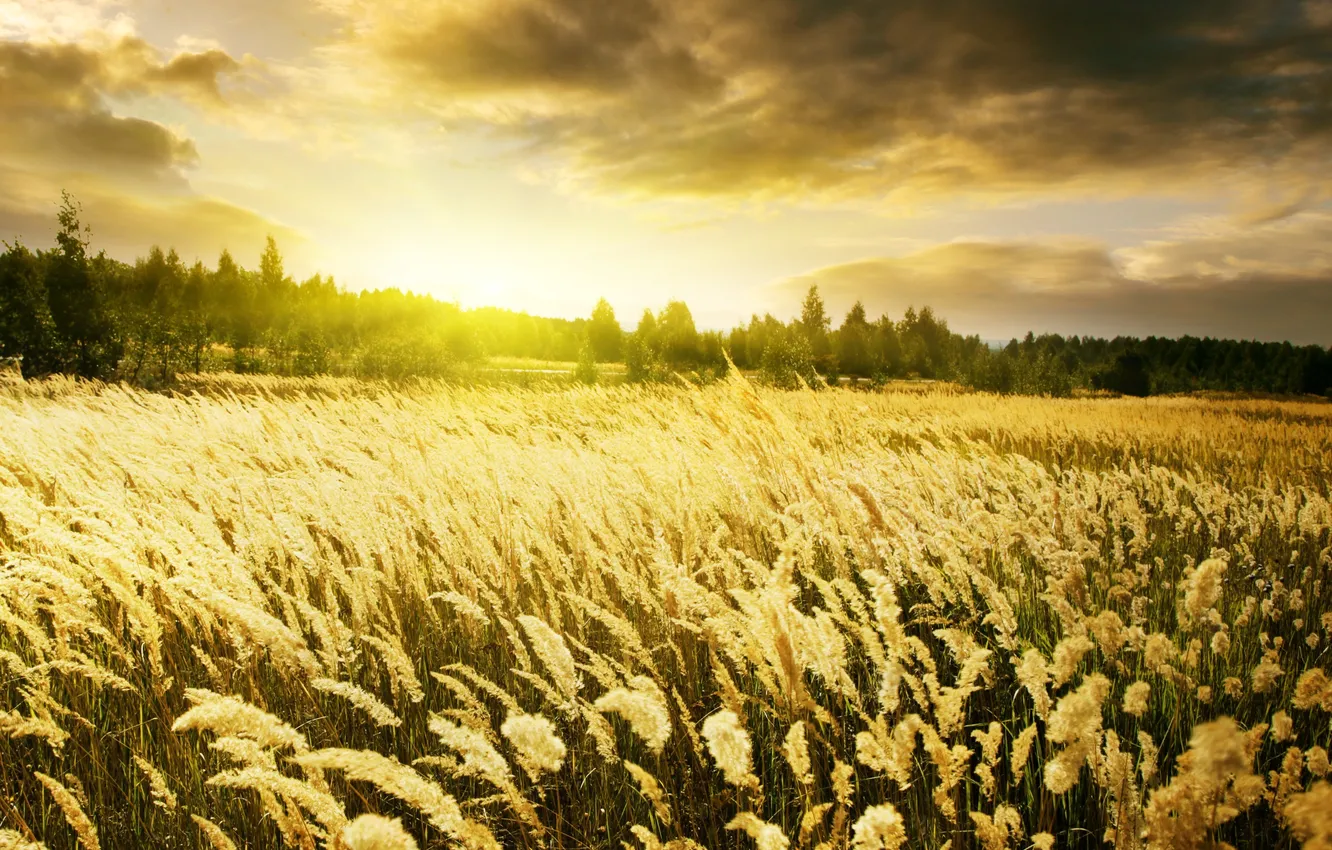 Photo wallpaper wheat, field, the sky, nature, dawn, spikelets, gold, Warm Sunrise
