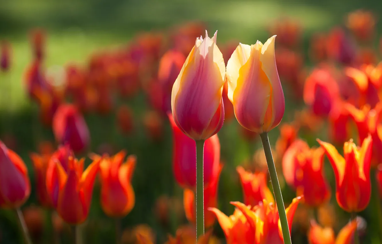 Photo wallpaper flowers, two, spring, tulips