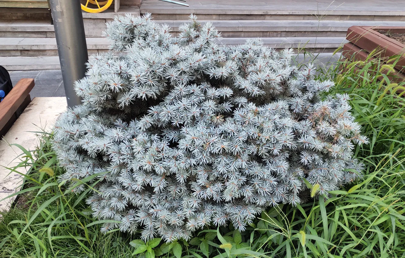 Photo wallpaper spruce, Wendy, Picea pungens, Blue spruce Wendy