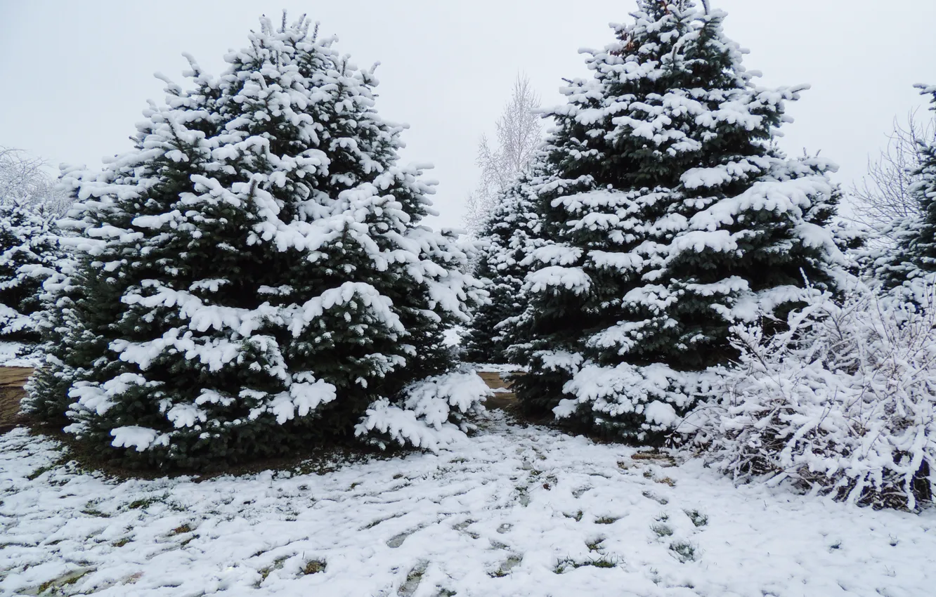 Photo wallpaper The sky, Nature, Winter, The city, Grass, Trees, Snow, Forest