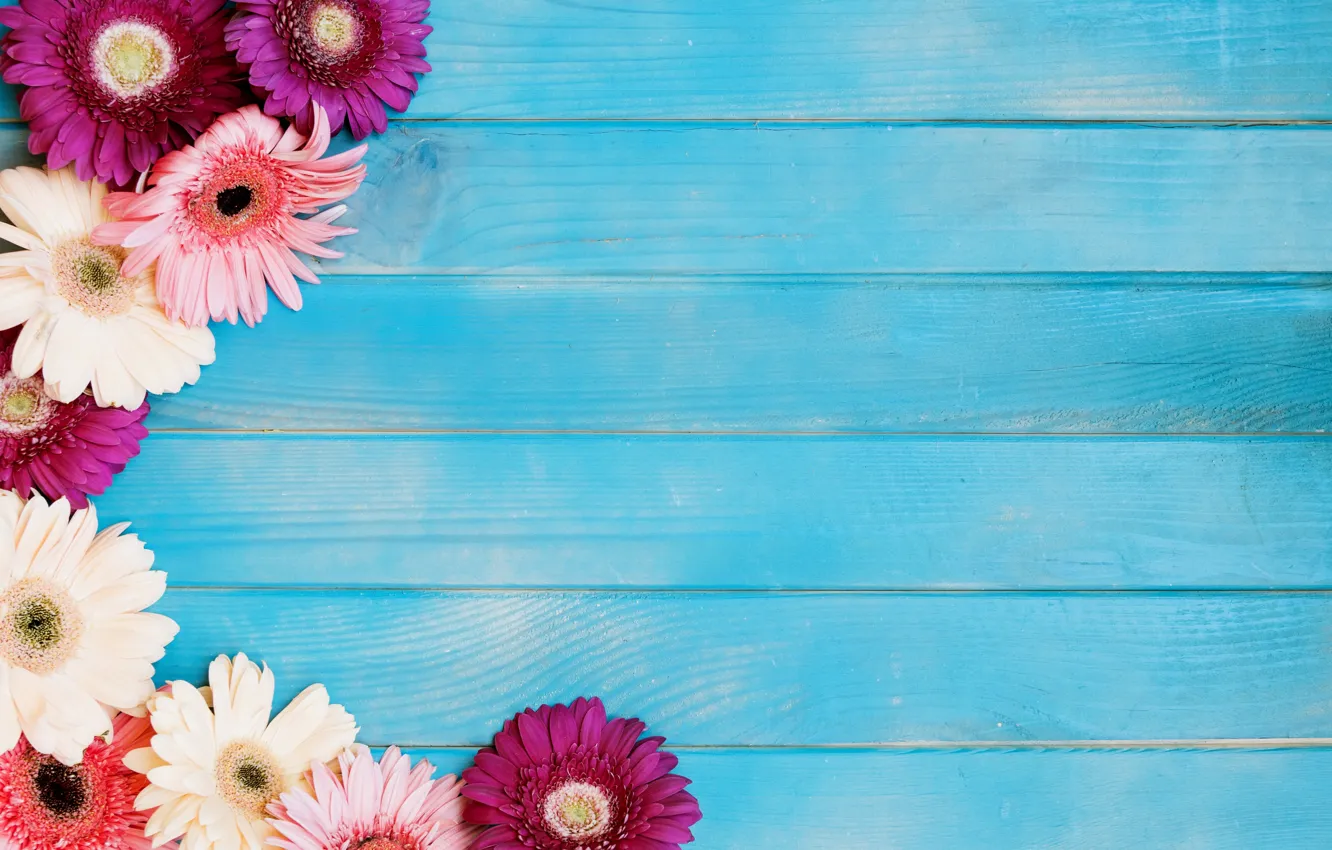 Photo wallpaper flowers, gerbera, blue background
