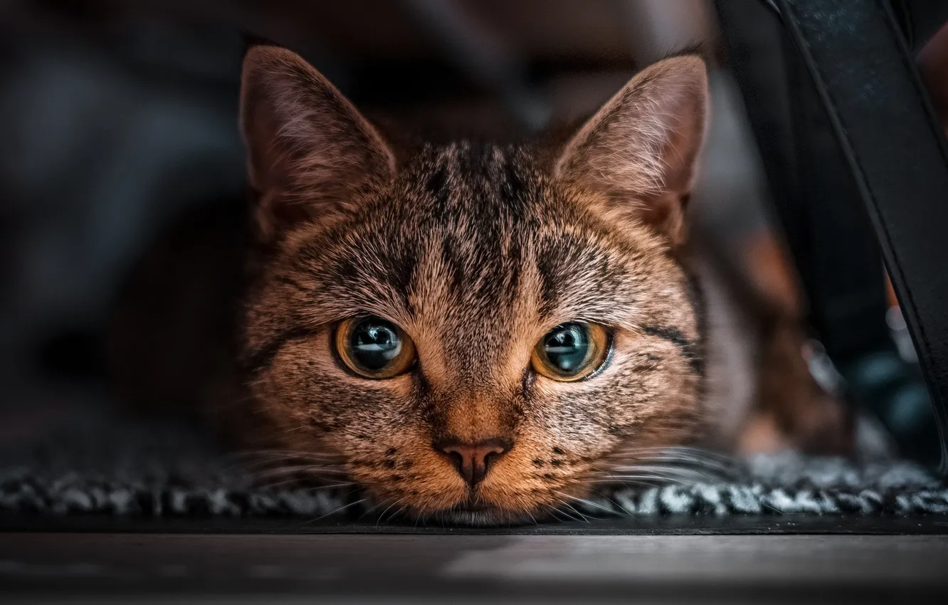 Photo wallpaper cat, look, face