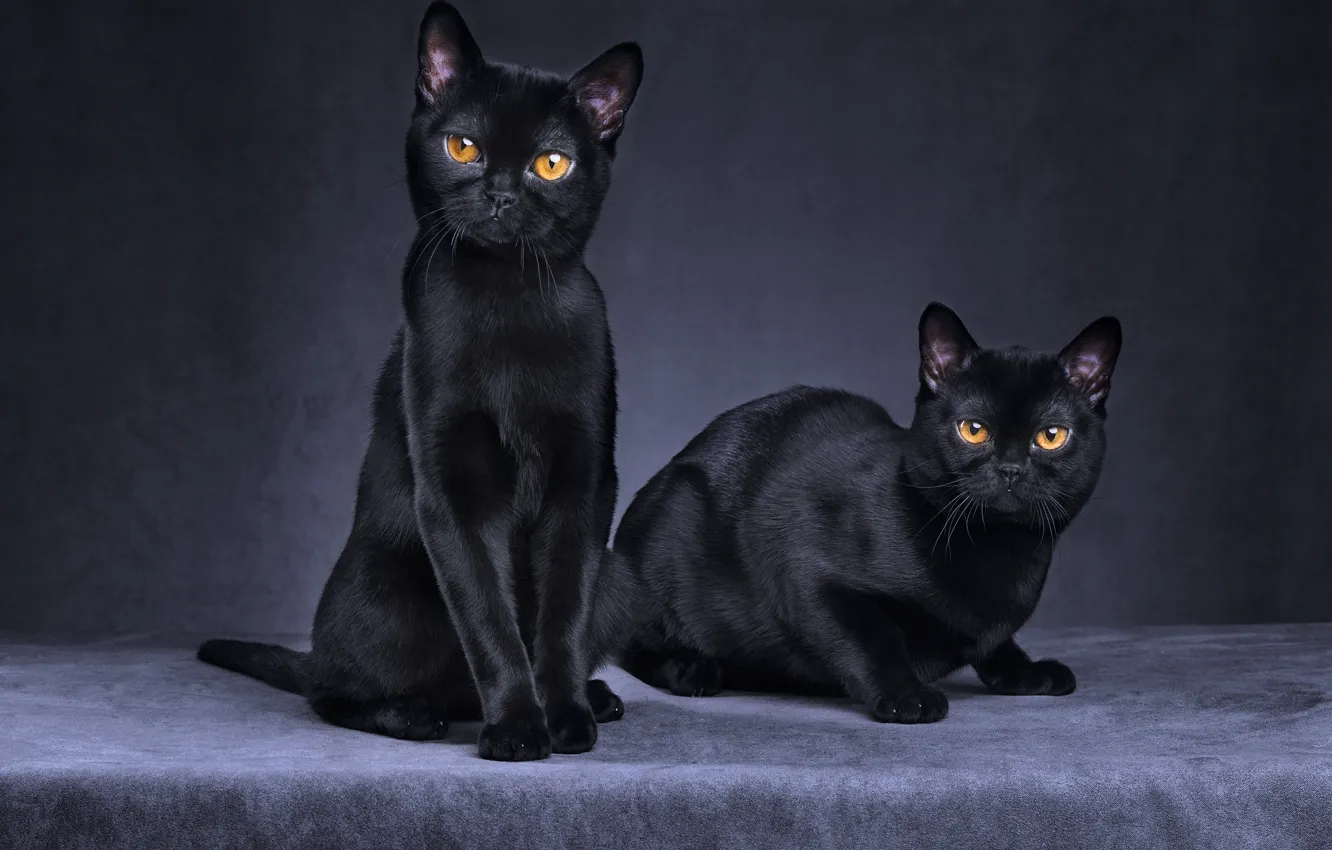 Photo wallpaper cat, cat, look, face, the dark background, black, Panther, pair