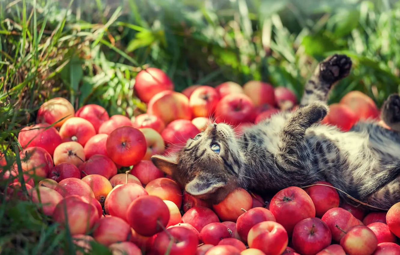 Photo wallpaper cat, summer, grass, look, light, red, nature, pose