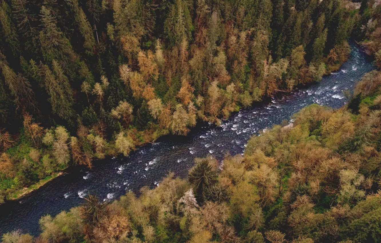 Photo wallpaper forest, trees, landscape, nature, river, plant, the view from the top, the flow of water