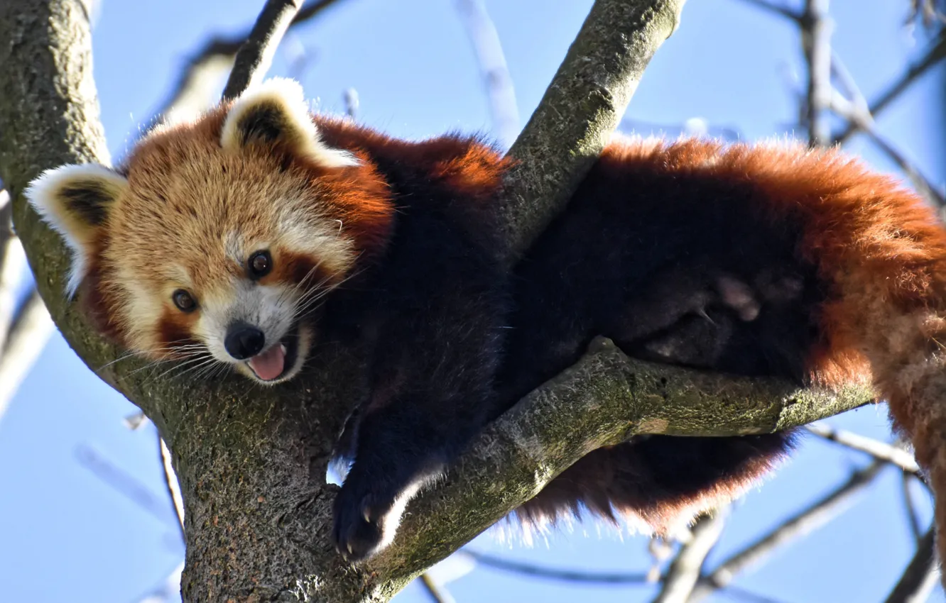 Photo wallpaper trees, branches, nature, animal, red Panda, red Panda