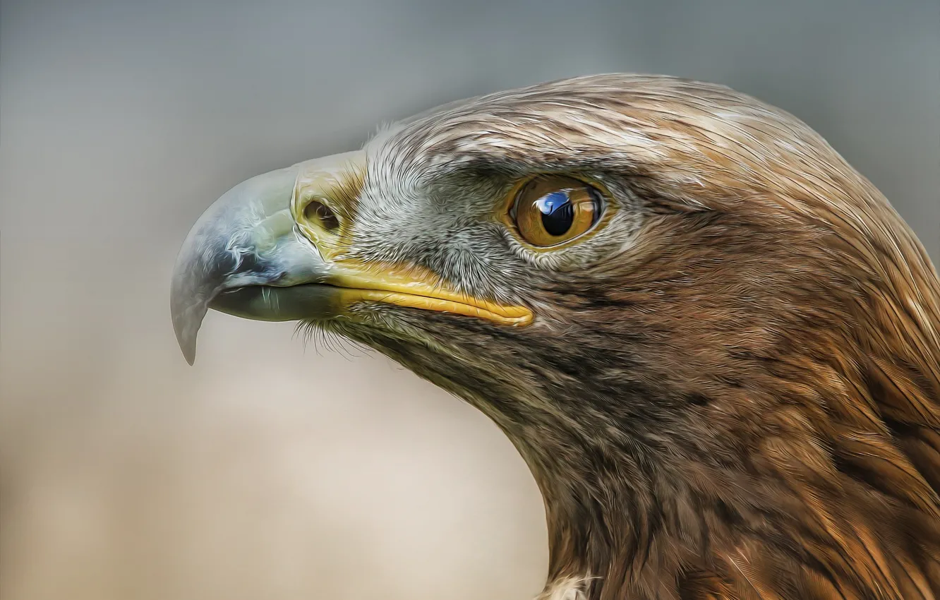 Photo wallpaper predator, Bird, profile, eagle, Detlef Knapp
