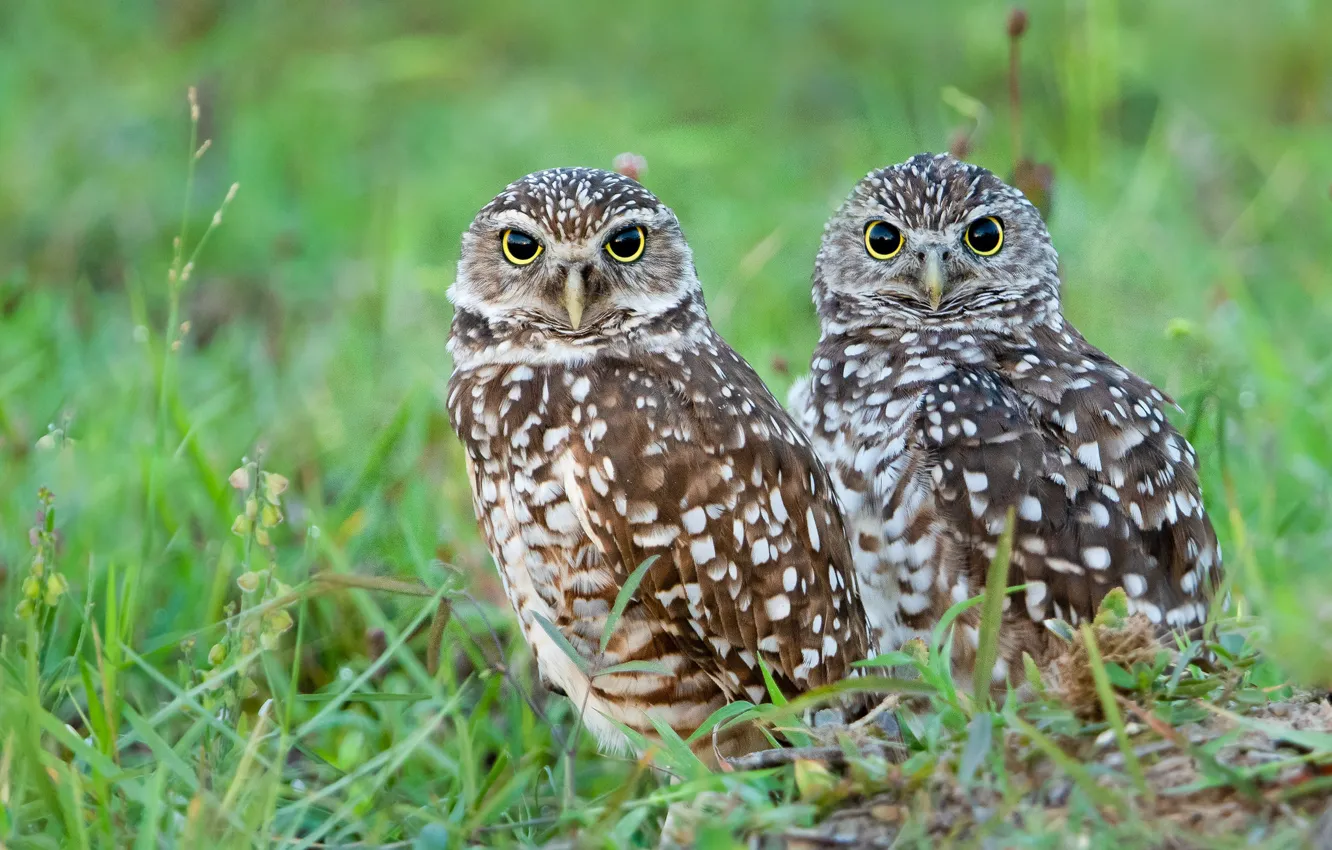 Photo wallpaper birds, owls, a couple
