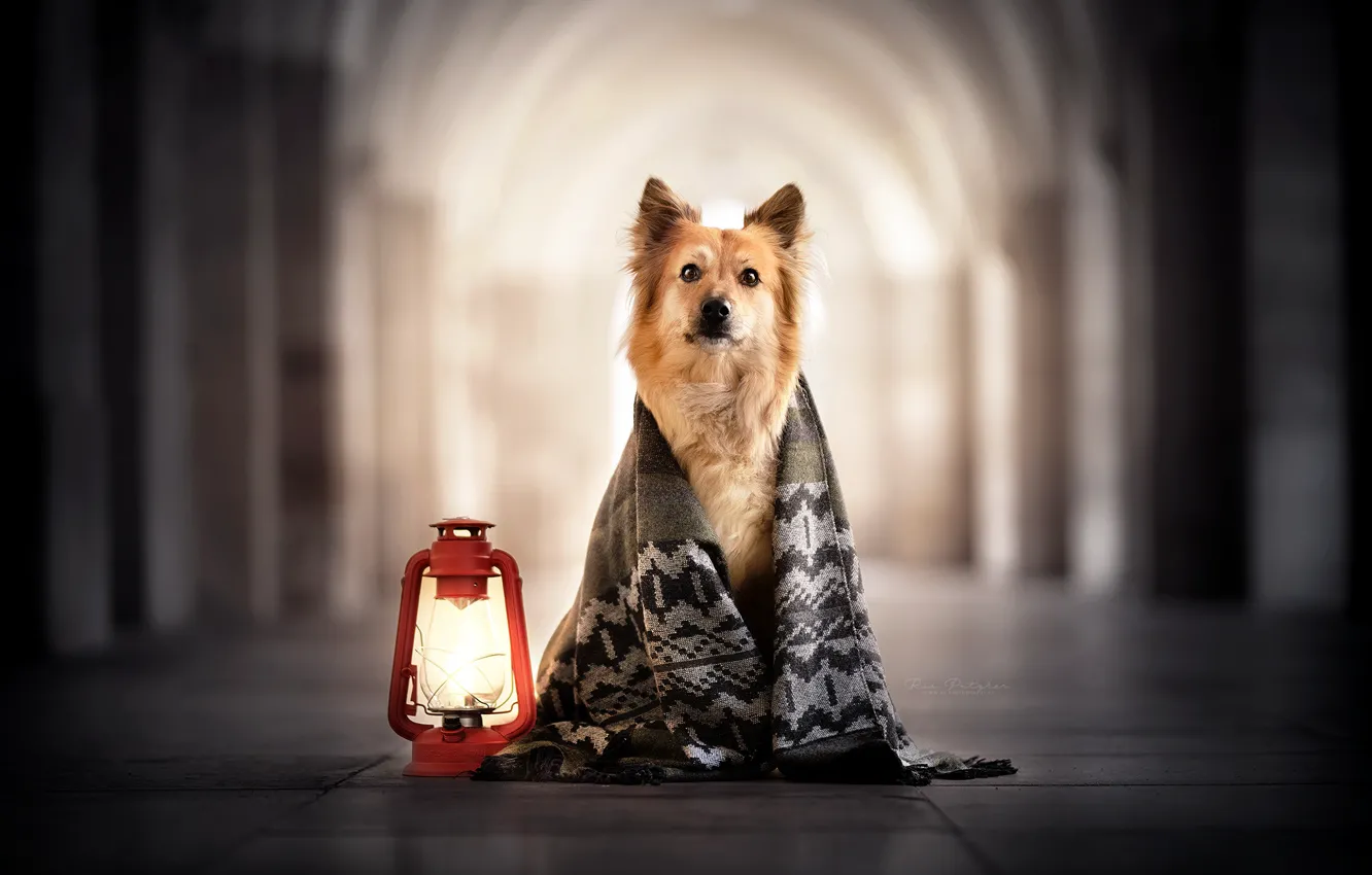 Photo wallpaper each, lamp, dog, scarf
